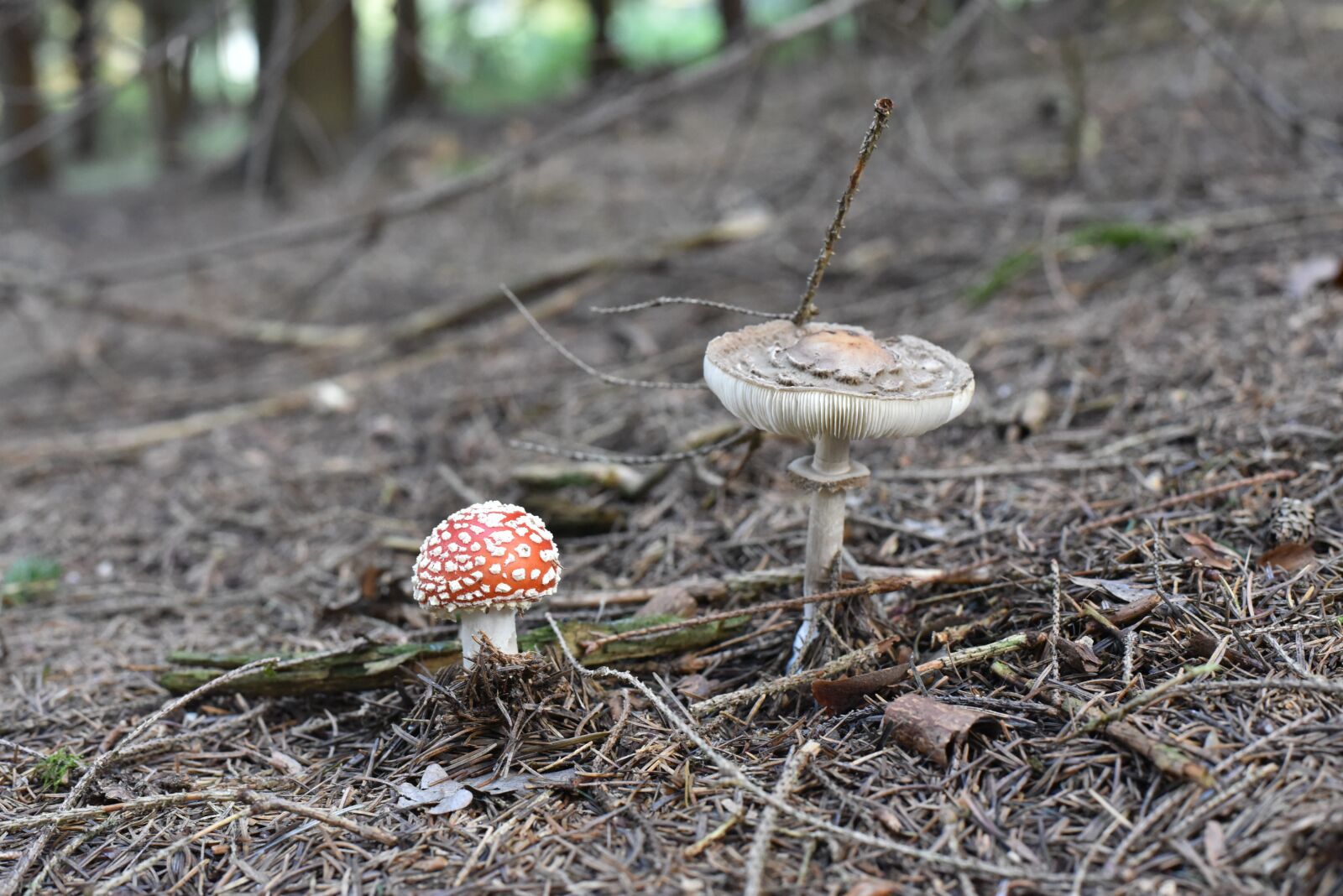 Nikon D750 sample photo. Fly agaric, mushrooms, nature photography