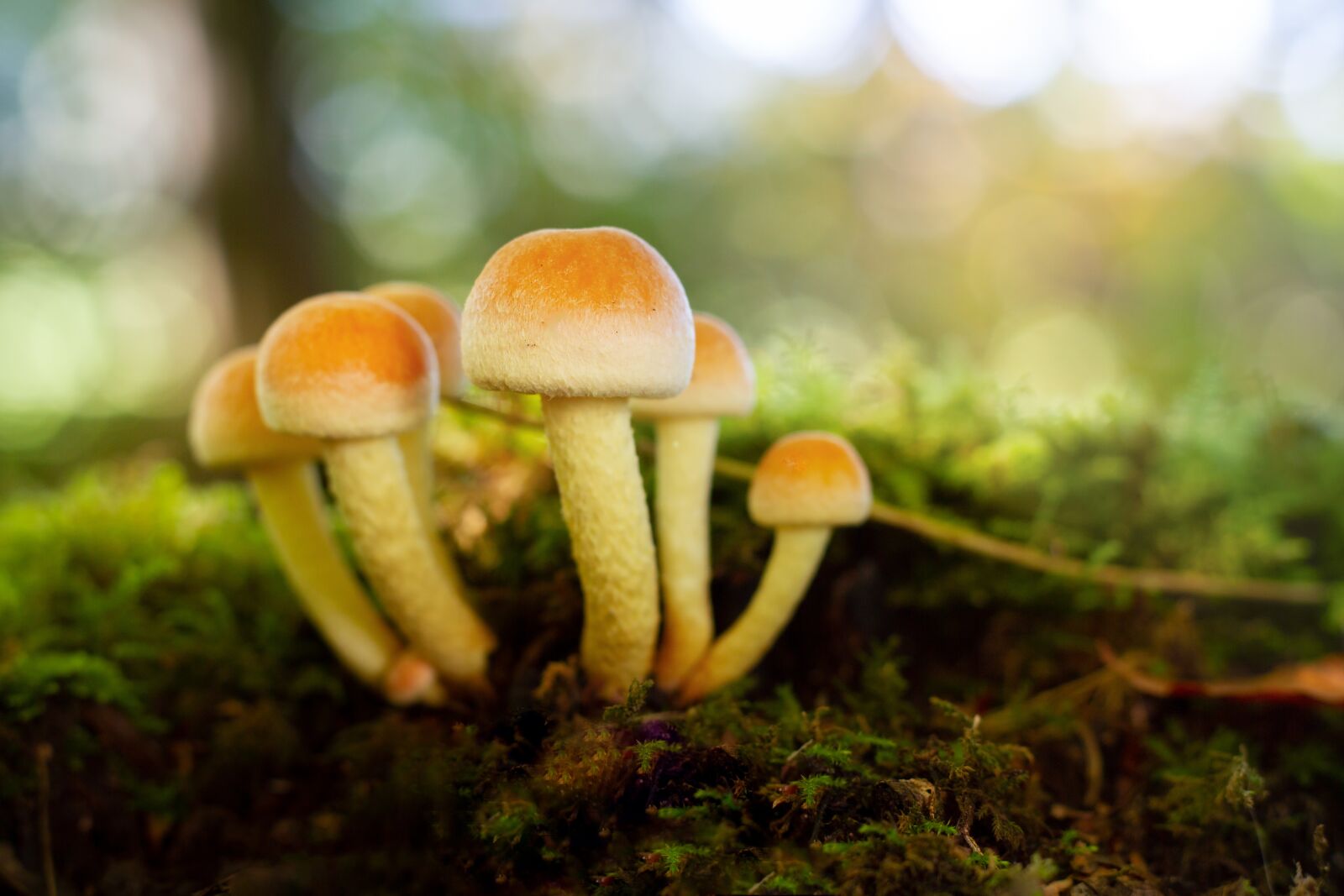Canon EOS 7D sample photo. Mushrooms, close up, moss photography