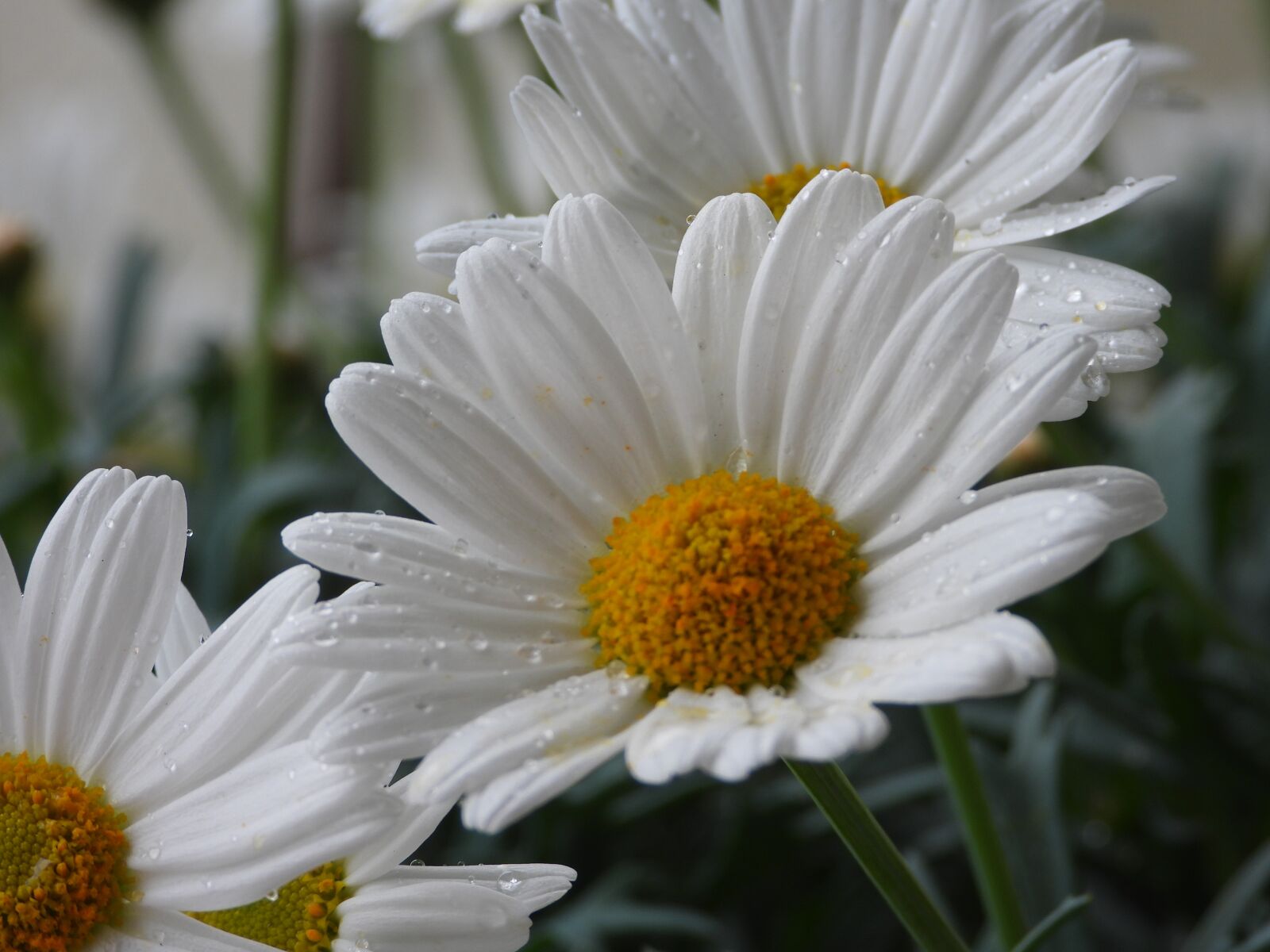 Nikon Coolpix P1000 sample photo. Daisies, flowers, margaretki photography