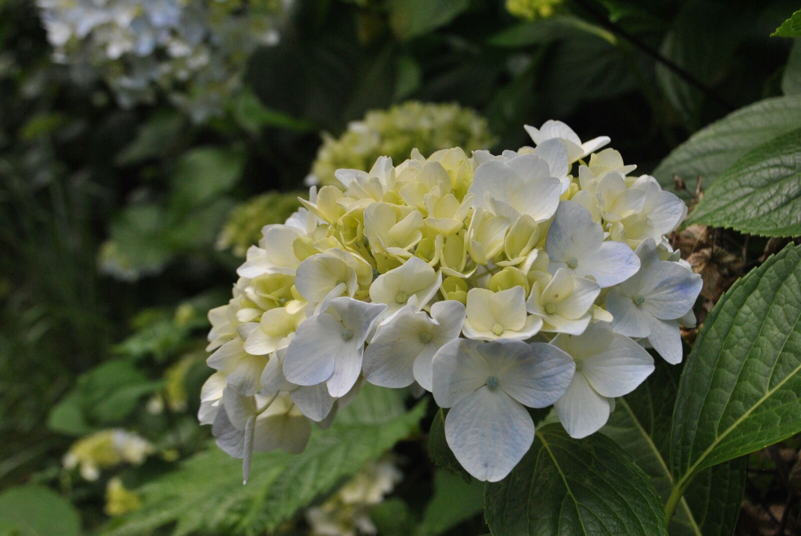 Nikon D3000 sample photo. Hydrangea, cyan light blue photography