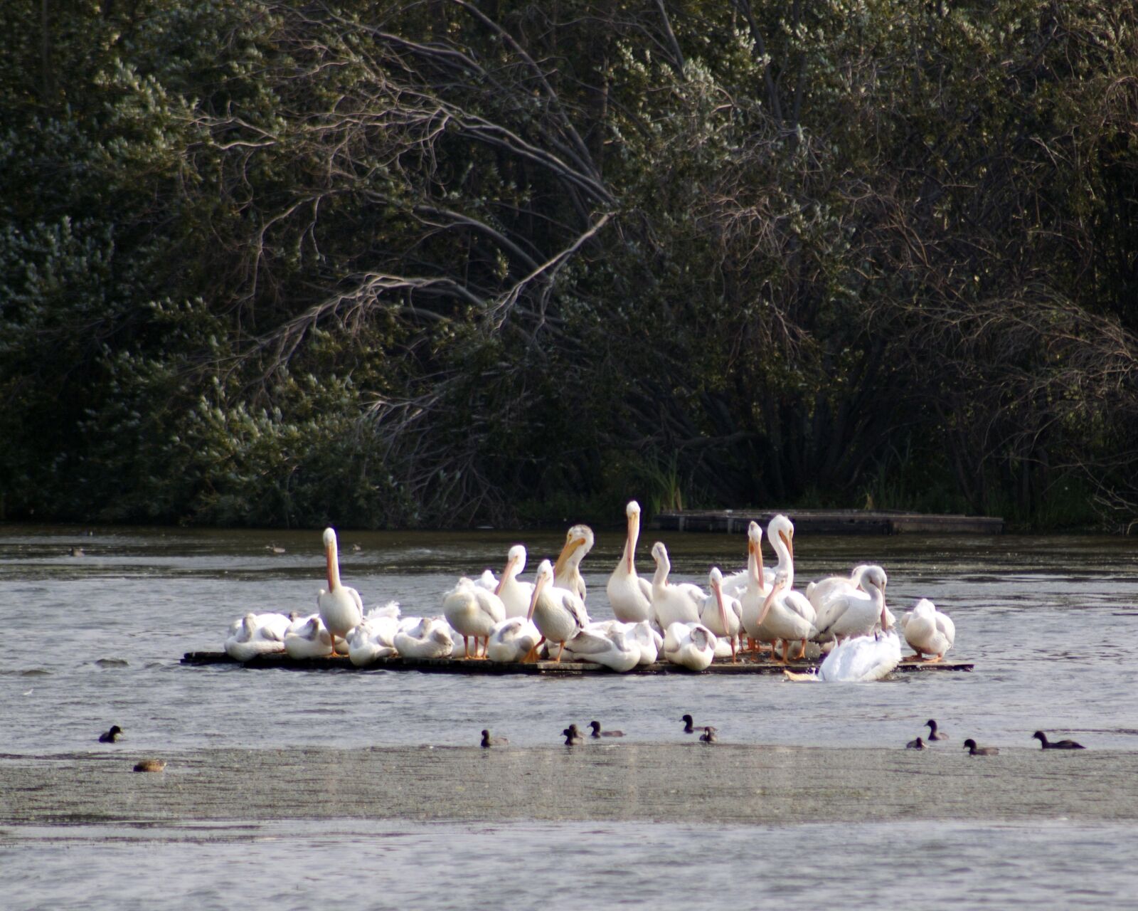 Canon EOS 550D (EOS Rebel T2i / EOS Kiss X4) sample photo. Pelicans, wetlands, bird photography