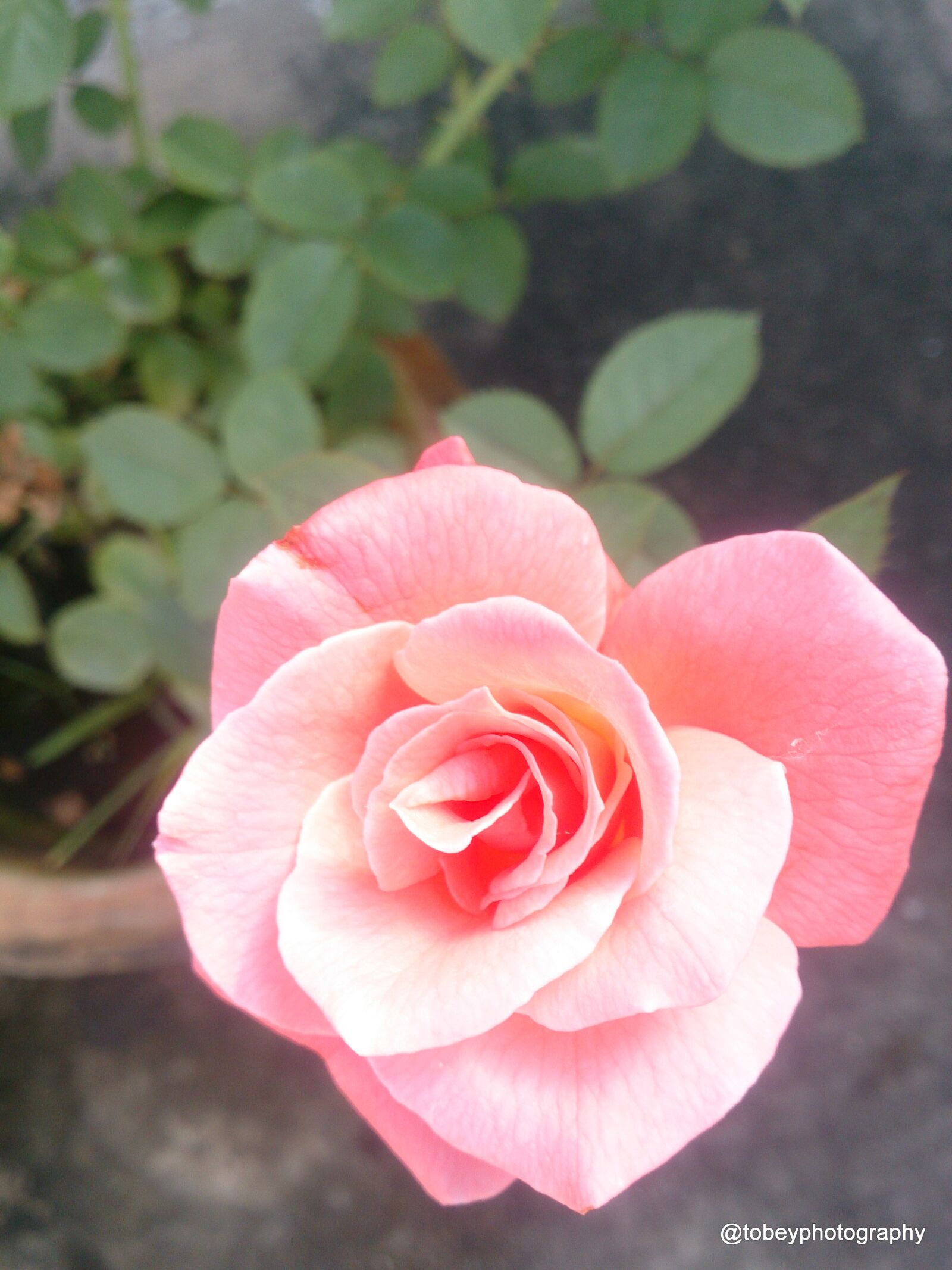 Sony Xperia Z sample photo