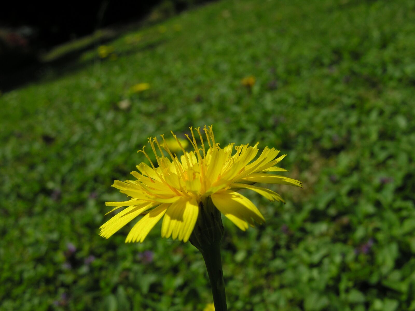 Nikon E8800 sample photo. Dandelion, flower, yellow photography