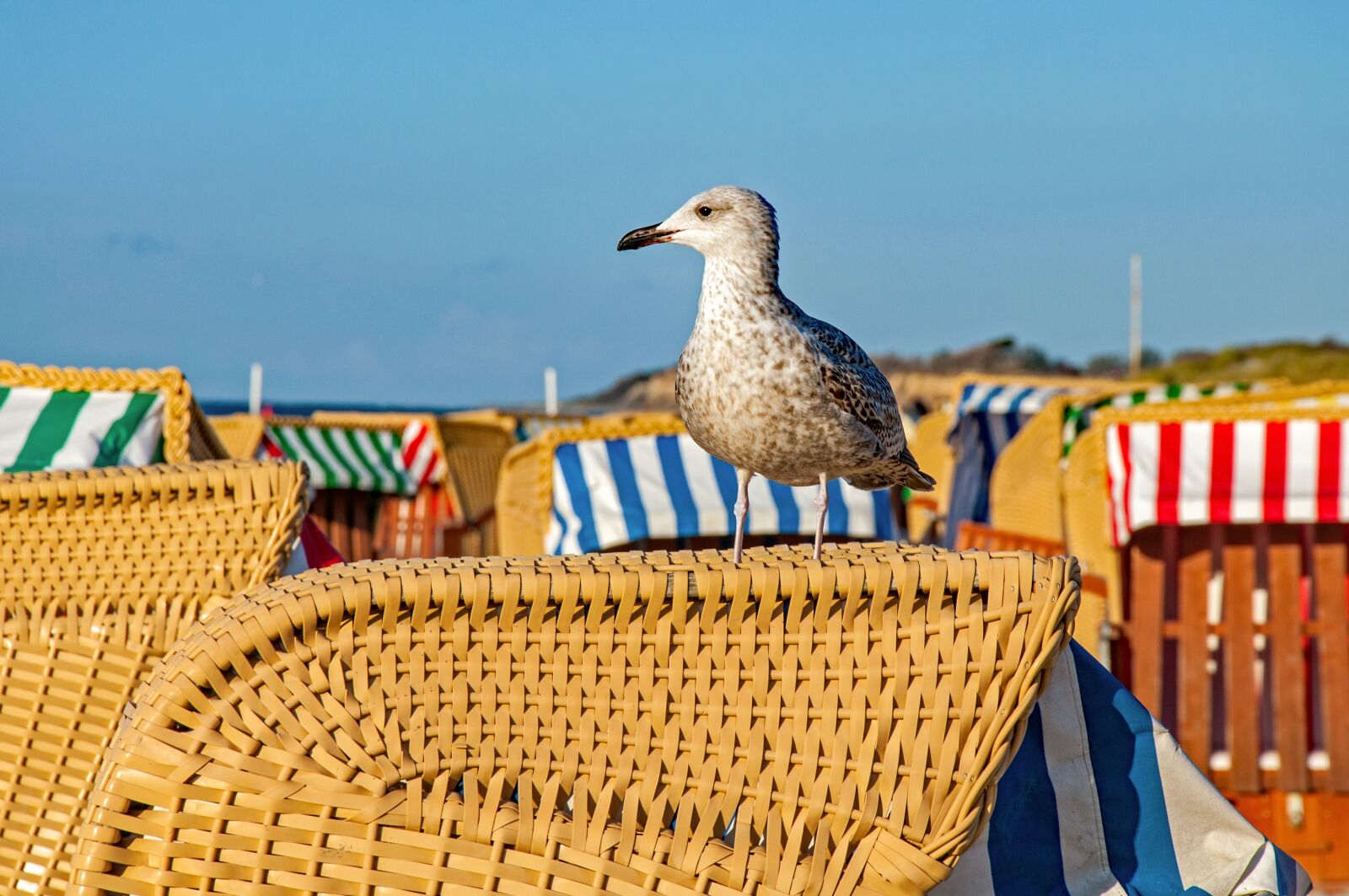 Nikon D90 sample photo. Sea, seagull, summer photography