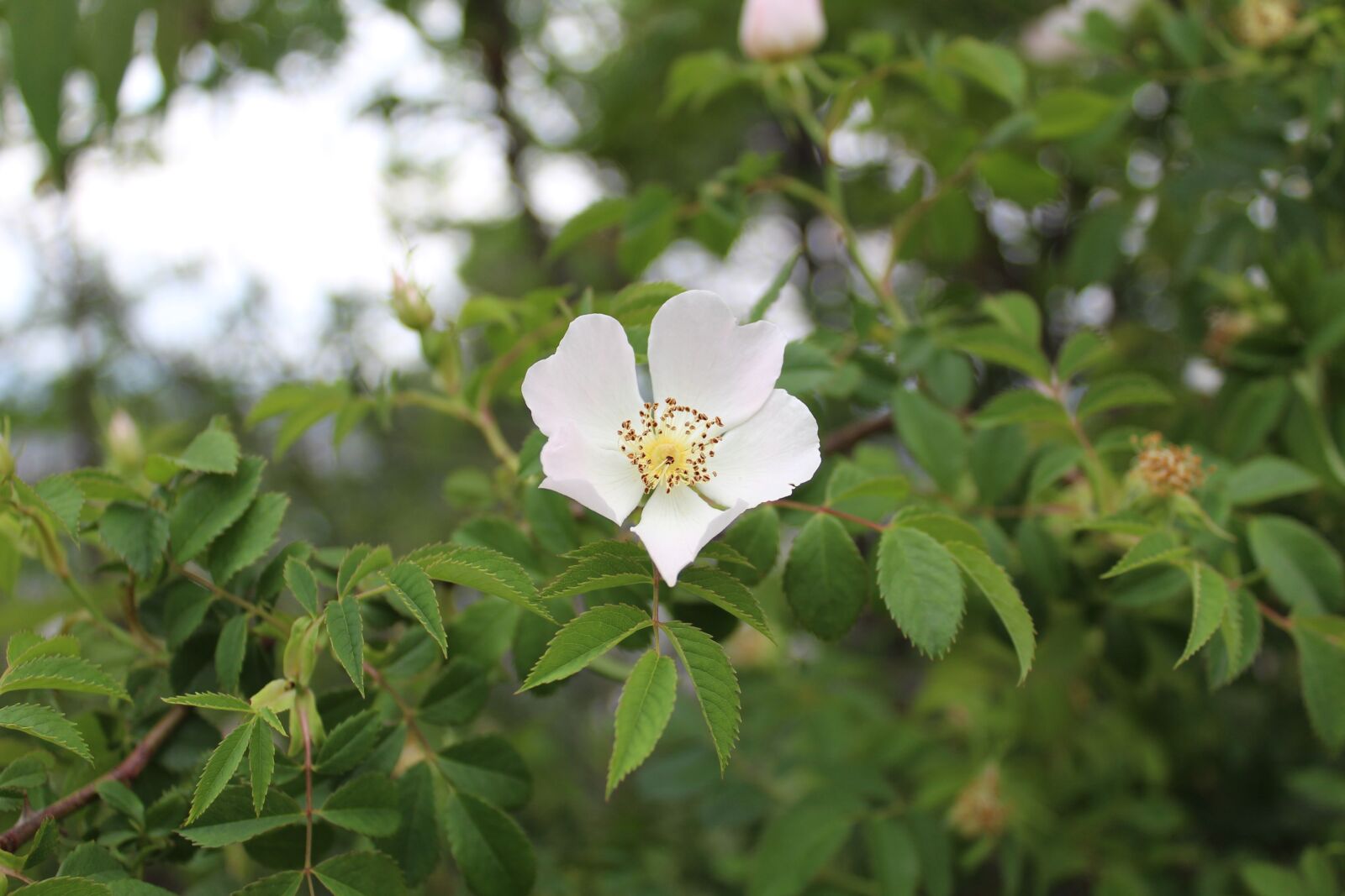 Canon EOS 1300D (EOS Rebel T6 / EOS Kiss X80) sample photo. Flower, floral, white photography
