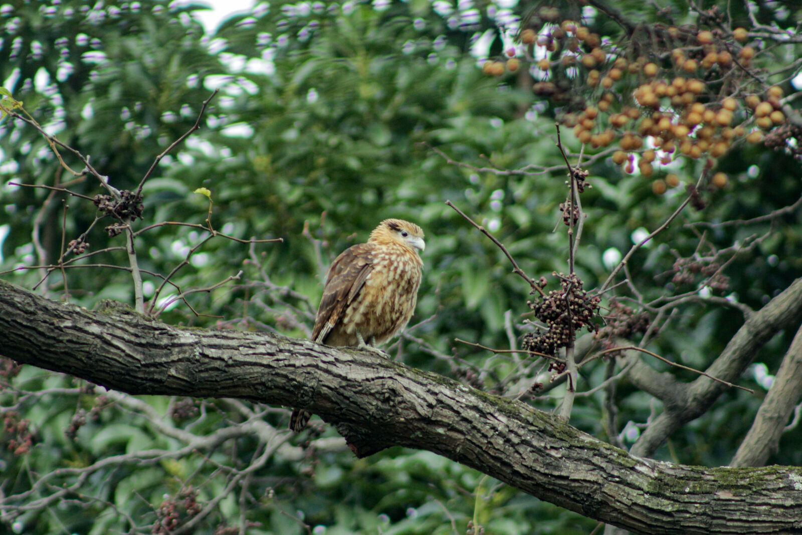 Canon EF 75-300mm f/4-5.6 sample photo