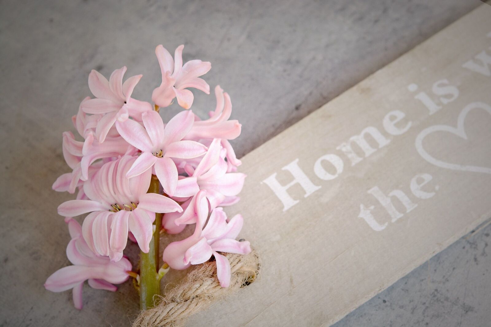 Nikon D7100 sample photo. Hyacinth, pink, flowers photography