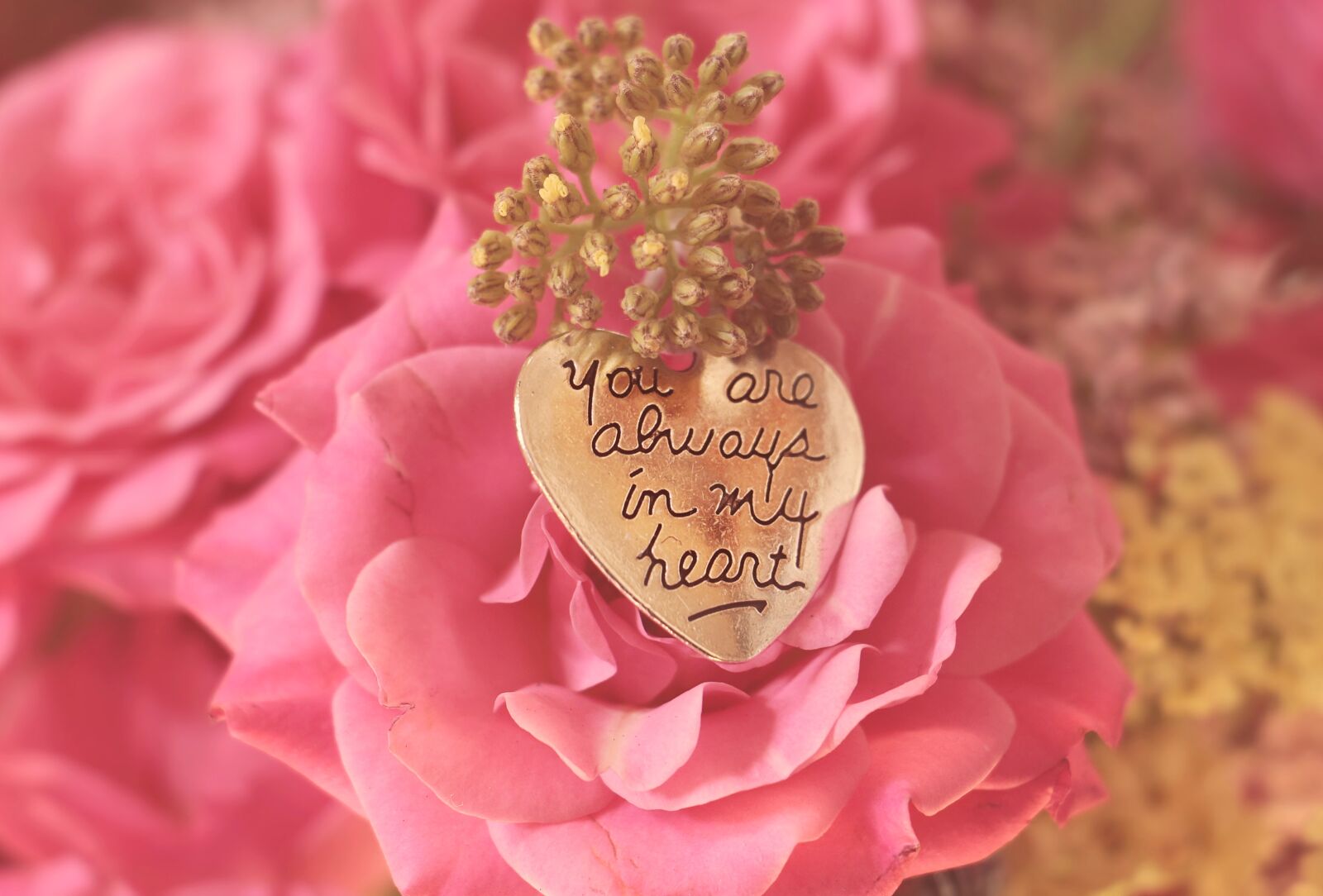 Canon EOS 100D (EOS Rebel SL1 / EOS Kiss X7) sample photo. Roses, heart, you are photography
