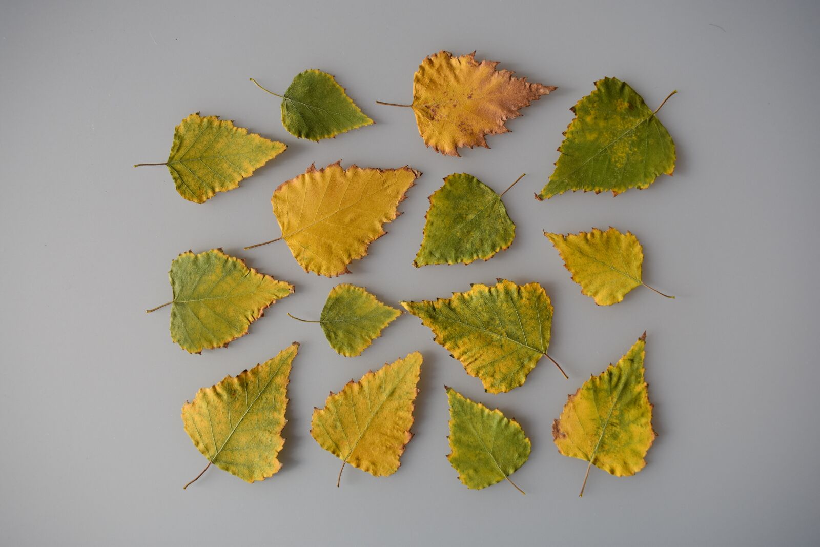 Nikon D3400 sample photo. Sheet, leaves, yellow photography