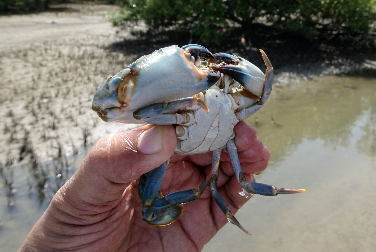 Sony Cyber-shot DSC-HX90V sample photo. Mud crab, crab, underside photography