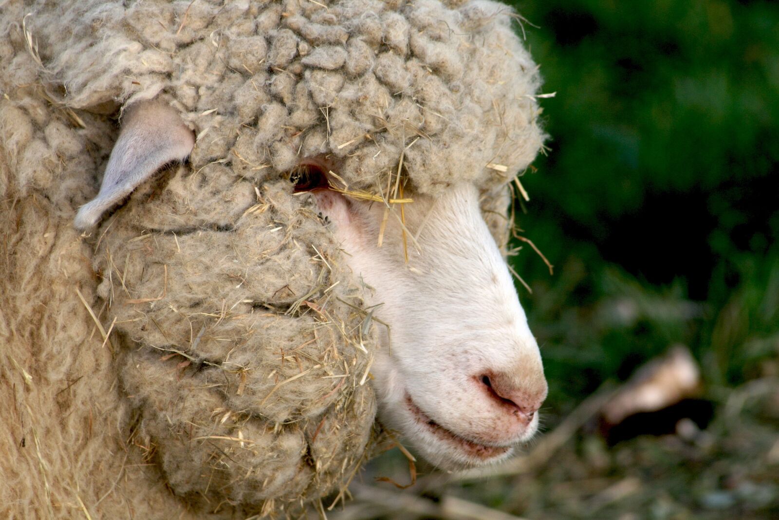 Canon EOS 400D (EOS Digital Rebel XTi / EOS Kiss Digital X) sample photo. Lamb, bari, wool photography