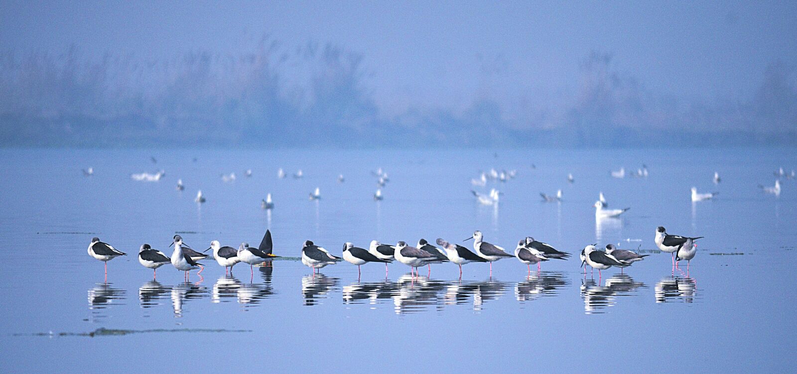 Nikon D5100 sample photo. Flock, of, birds, in photography