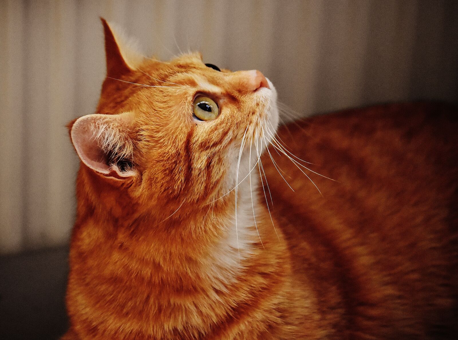 Nikon D7200 sample photo. Cat, red, cute photography