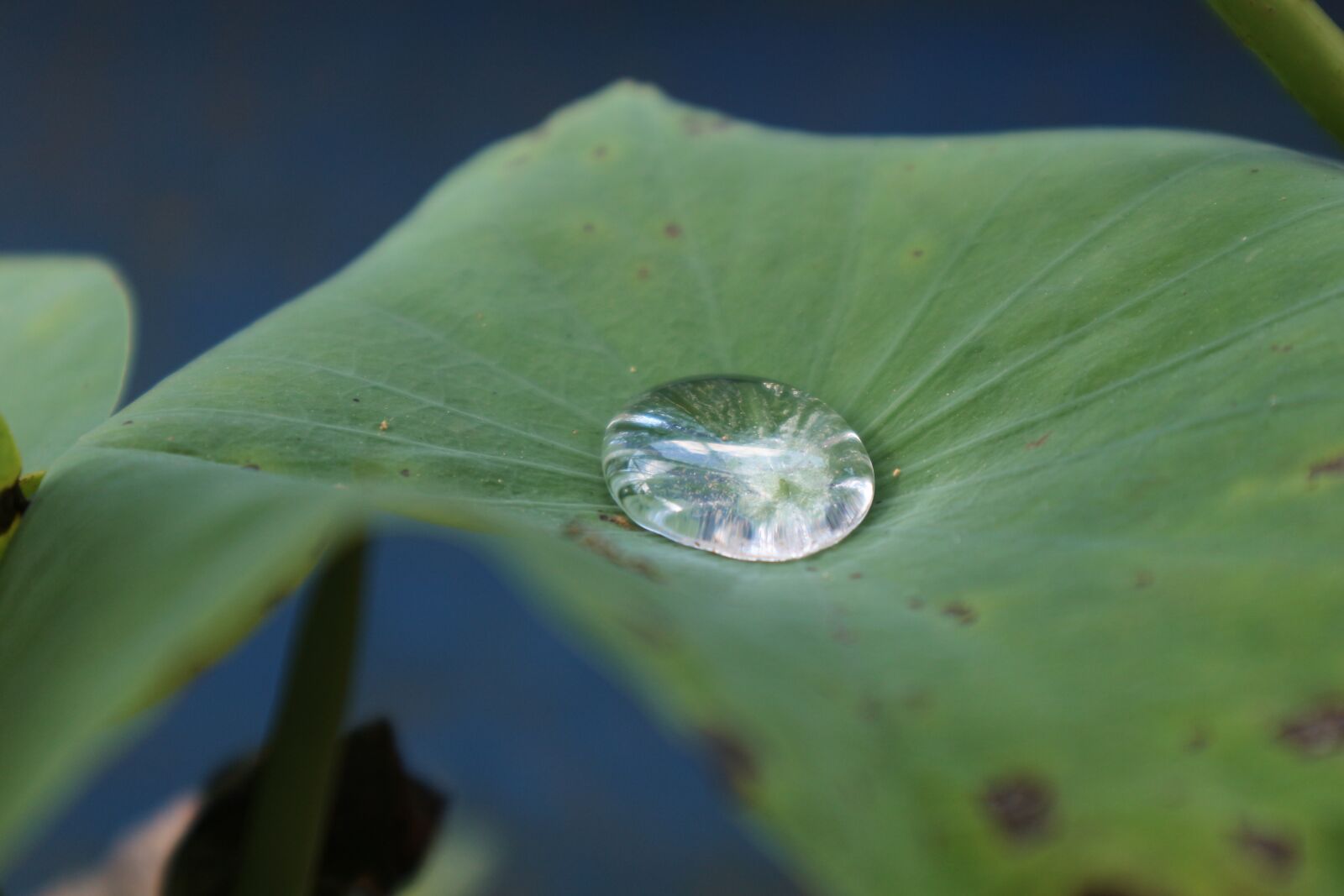 Canon EOS M10 sample photo. Lotus leaf, dew, green photography