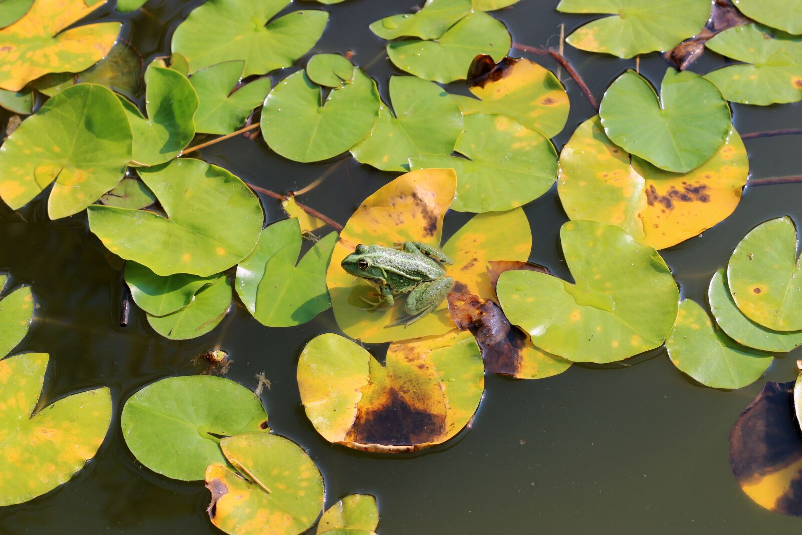 Canon EOS 600D (Rebel EOS T3i / EOS Kiss X5) + Canon EF 50mm F1.8 STM sample photo. Water lily, lily pad photography