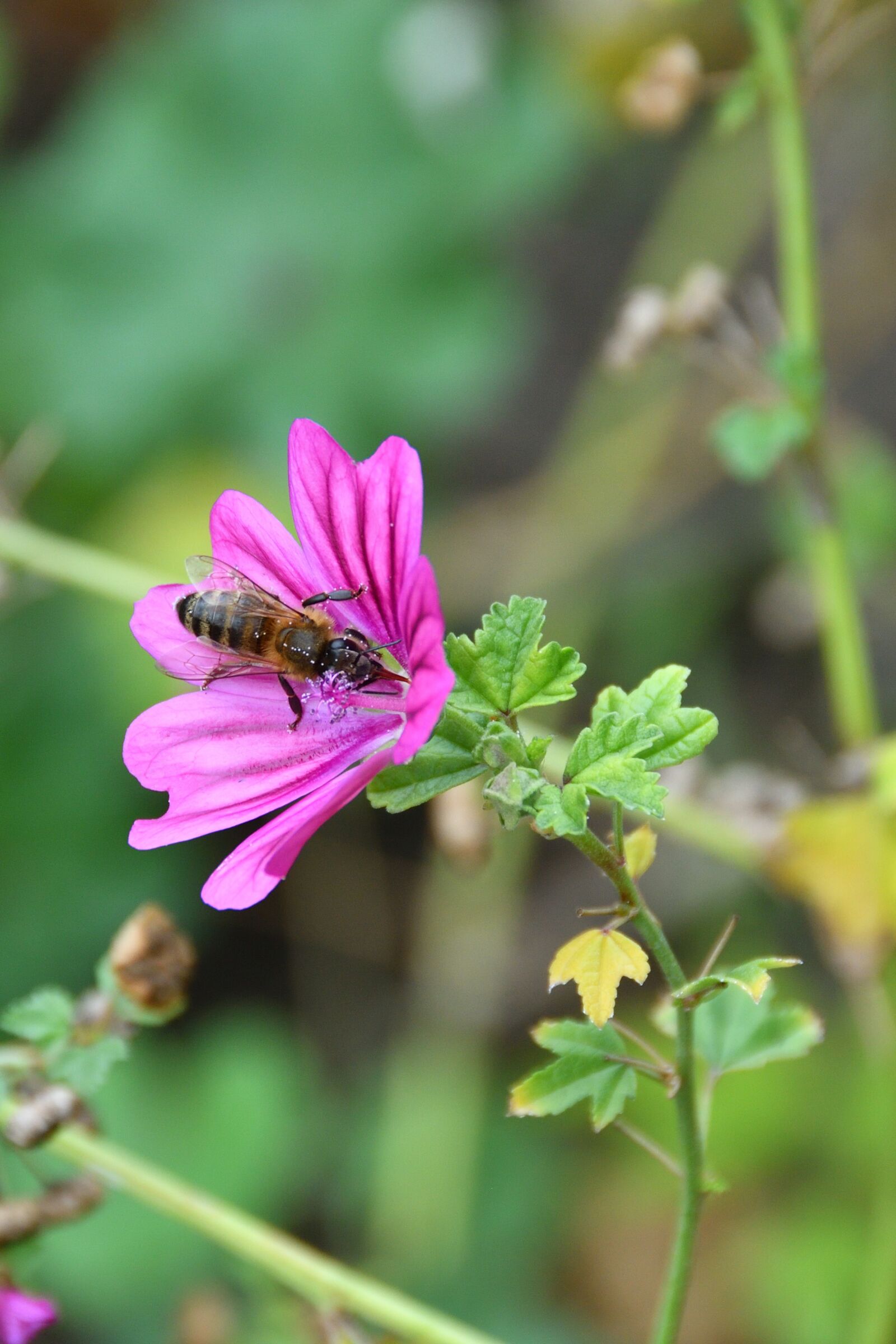 Nikon D500 sample photo. Blooming, plant, natural photography