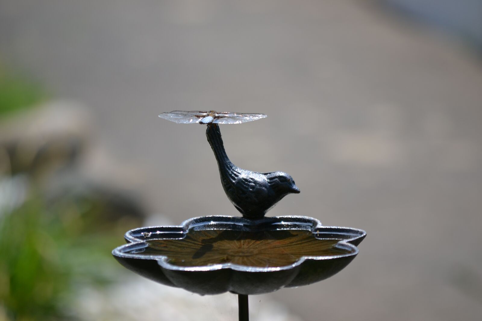 Nikon D3100 sample photo. Dragonfly, nature, insect photography