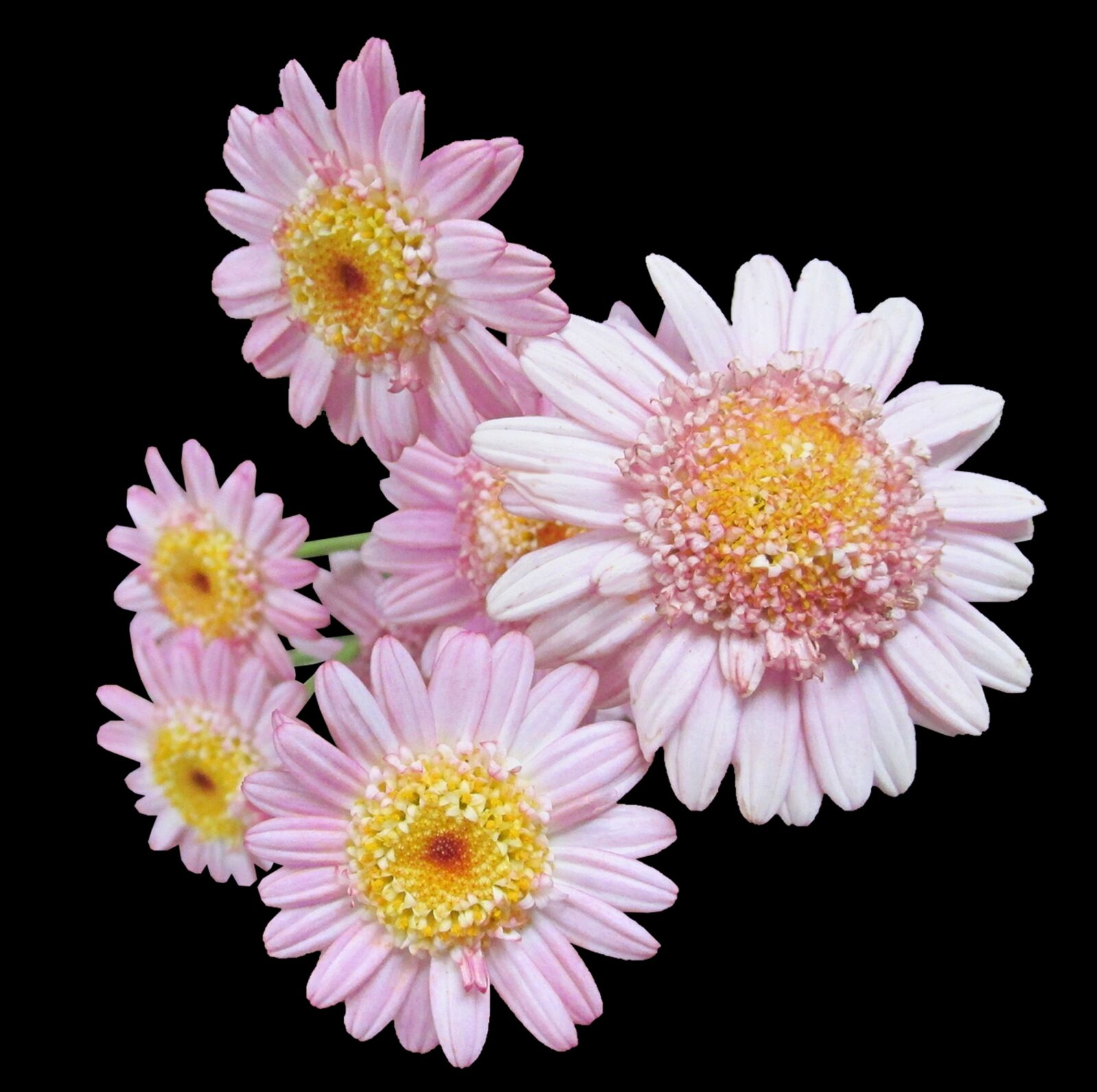 Canon PowerShot SX170 IS sample photo. Daisies, pink, flowers photography