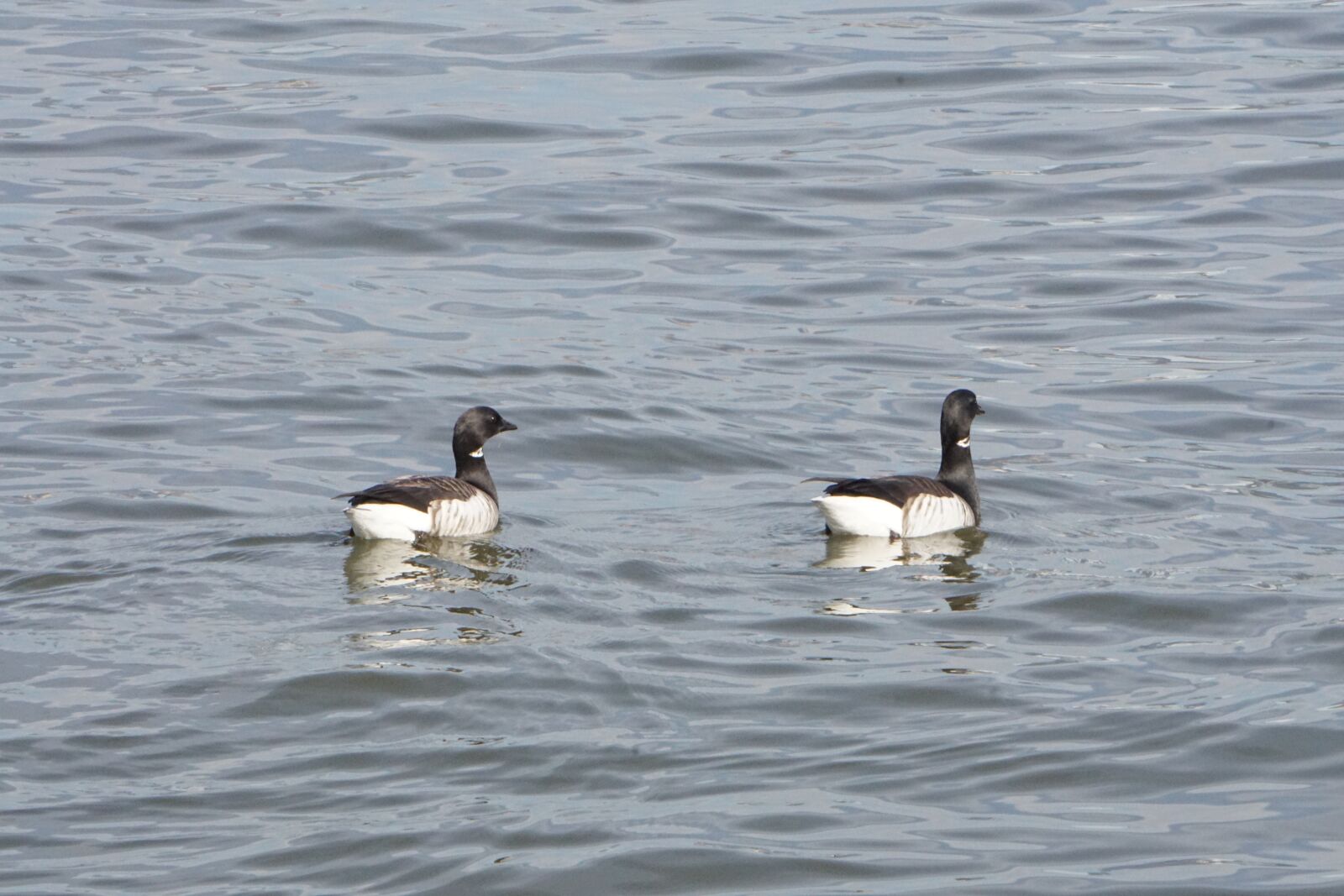 Sony E 55-210mm F4.5-6.3 OSS sample photo. Ducks, water, nature photography