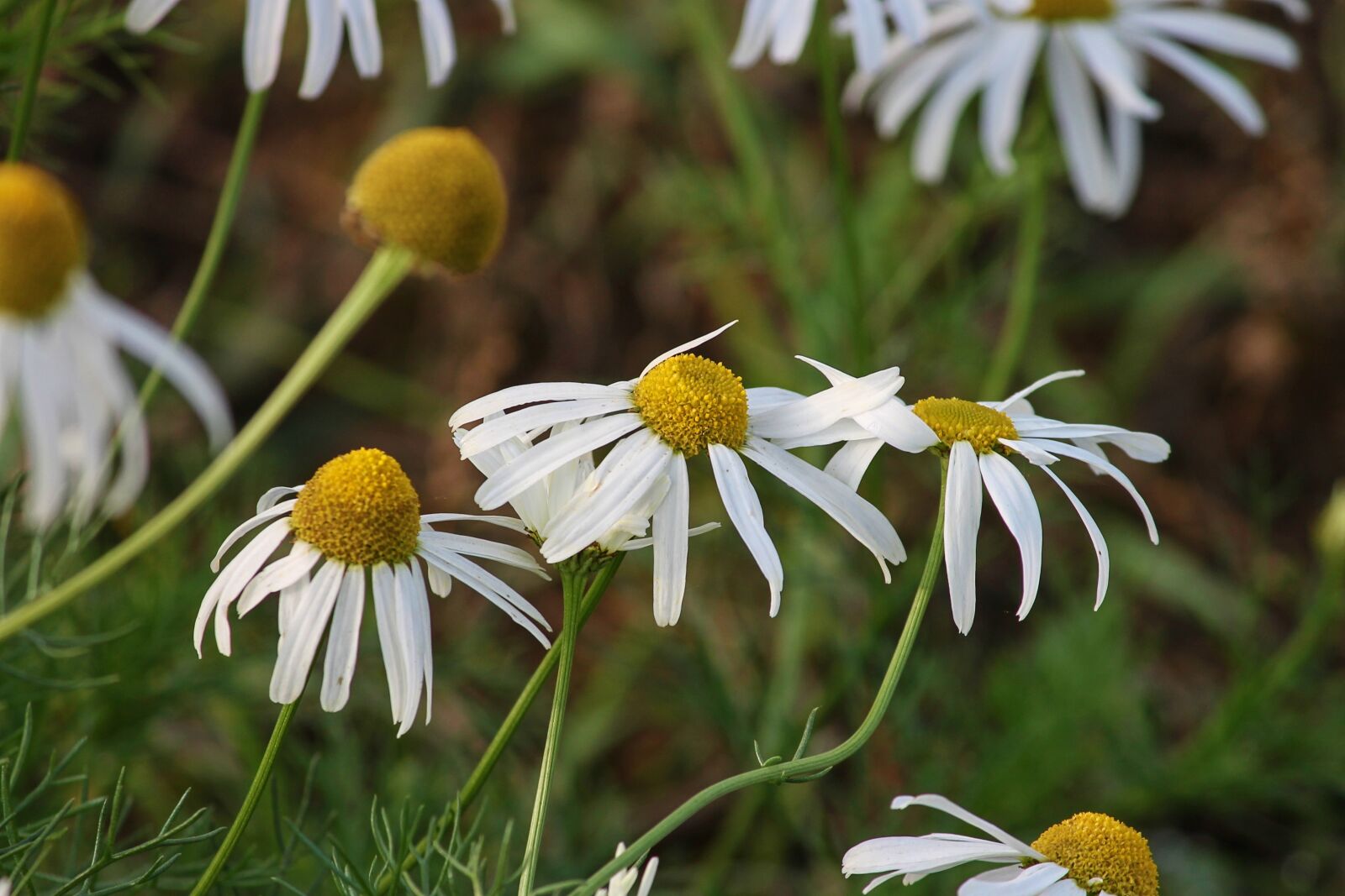 Canon EOS 1100D (EOS Rebel T3 / EOS Kiss X50) sample photo. Chamomile, chamomile blossoms, medicinal photography