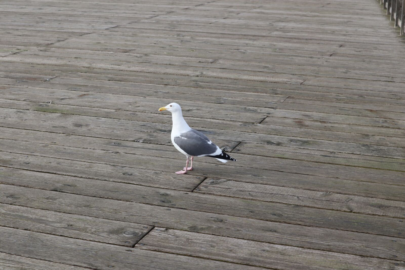 Canon EF-M 15-45mm F3.5-6.3 IS STM sample photo. Seagull, bandon, oregon coast photography