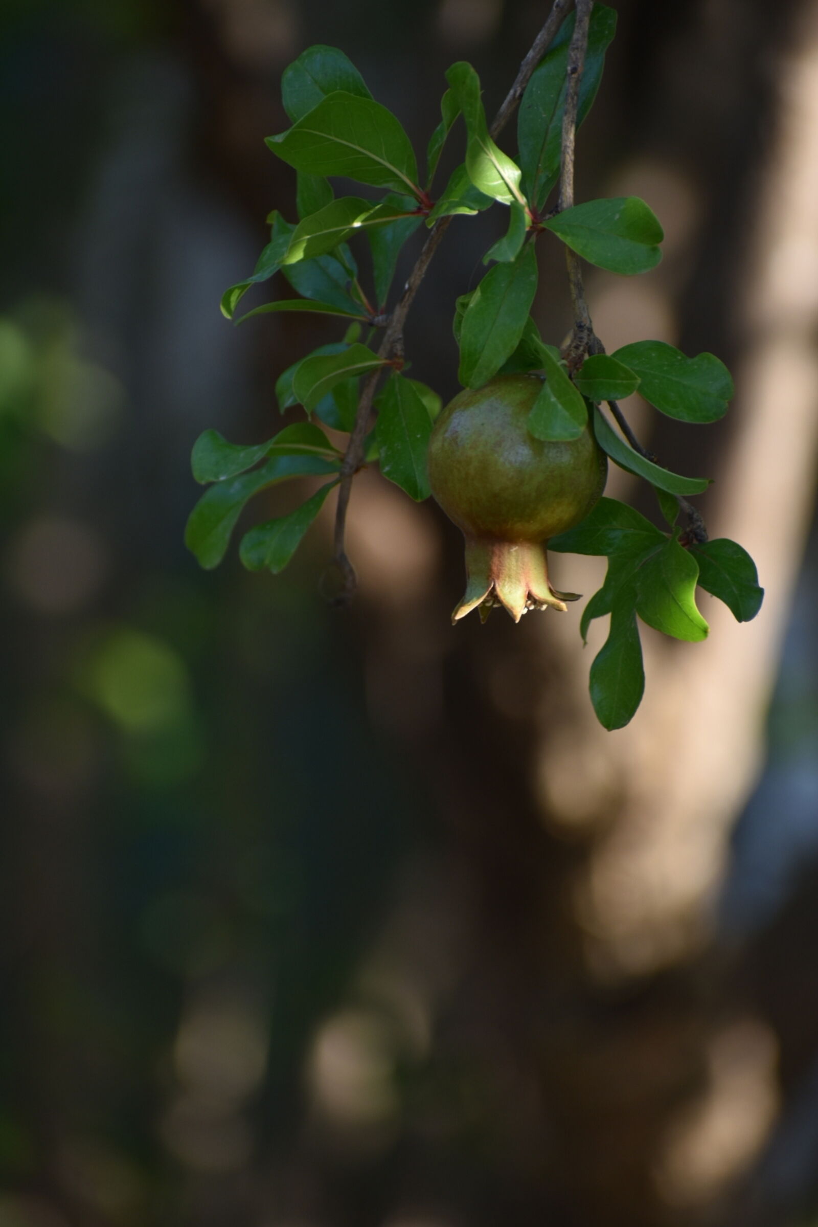 Nikon D5600 sample photo