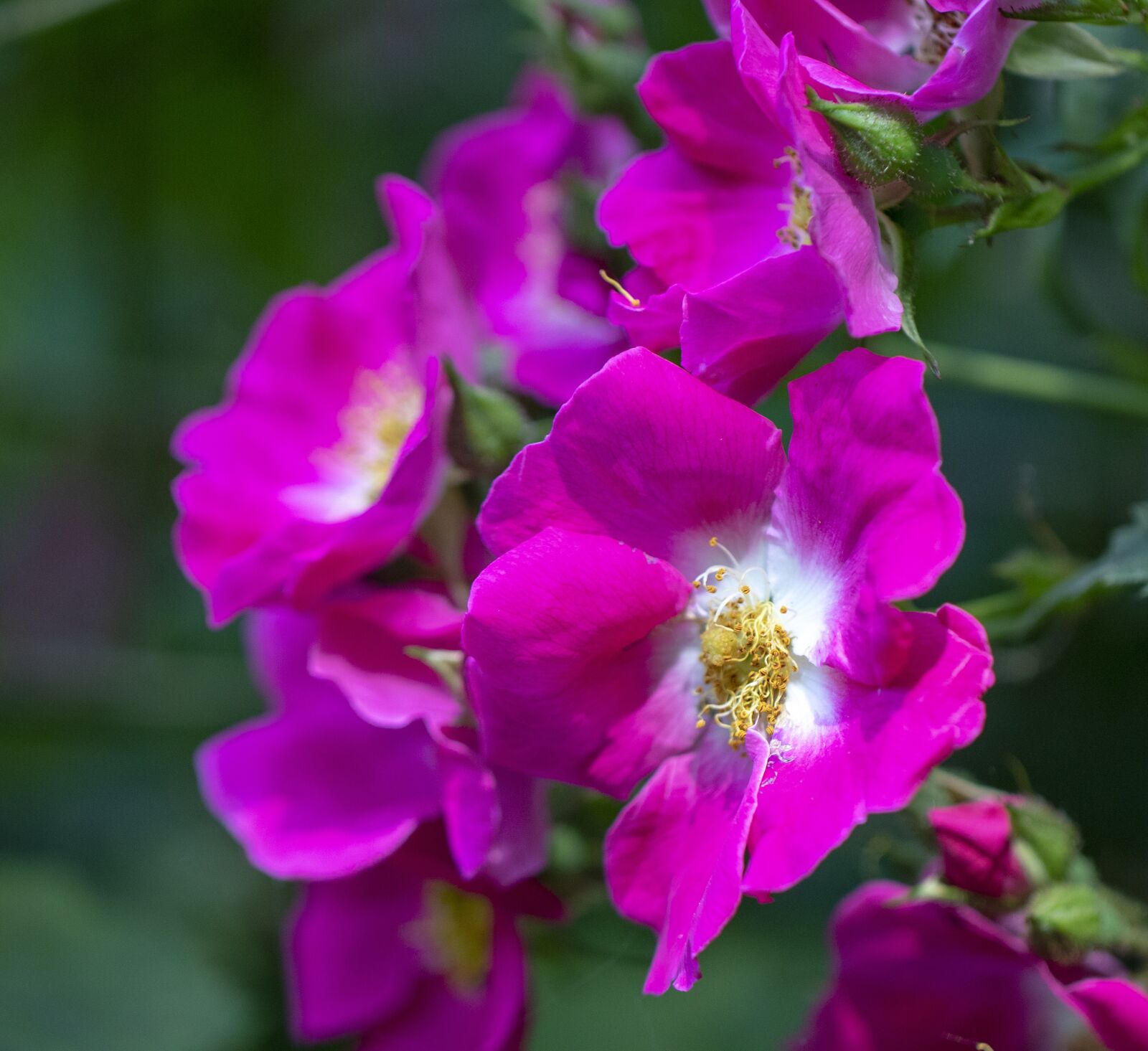 Canon EF 100mm F2.8L Macro IS USM sample photo. Rose, wild, nature photography