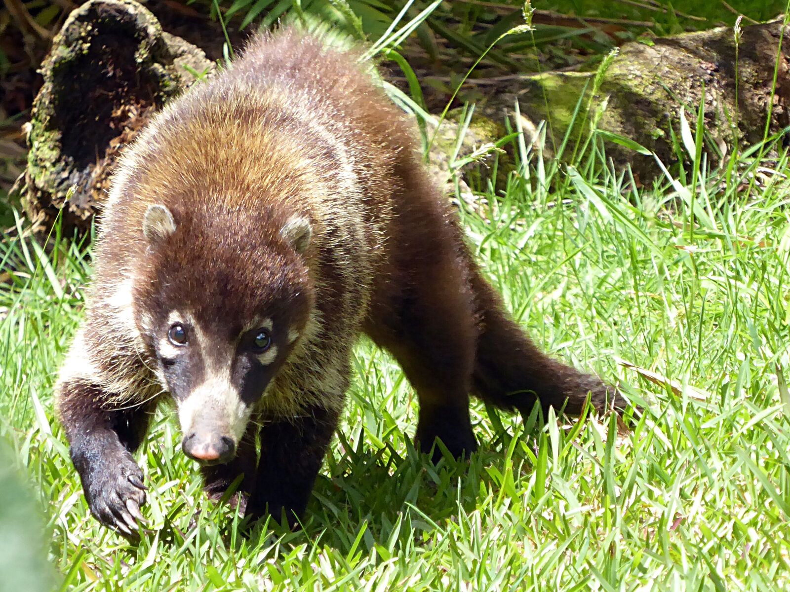 Panasonic Lumix DMC-ZS50 (Lumix DMC-TZ70) sample photo. Coatis, brown, costa rica photography