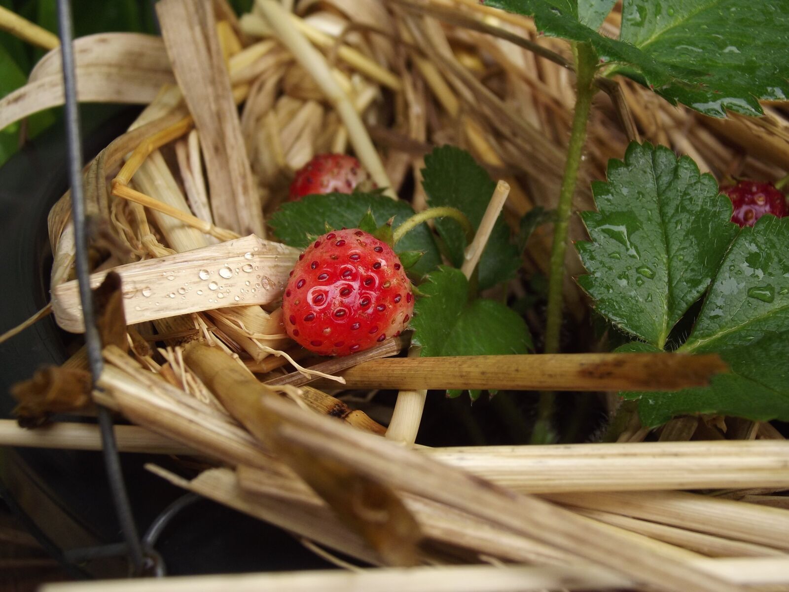 Fujifilm FinePix S2980 sample photo. Strawberry, fruit, fang photography