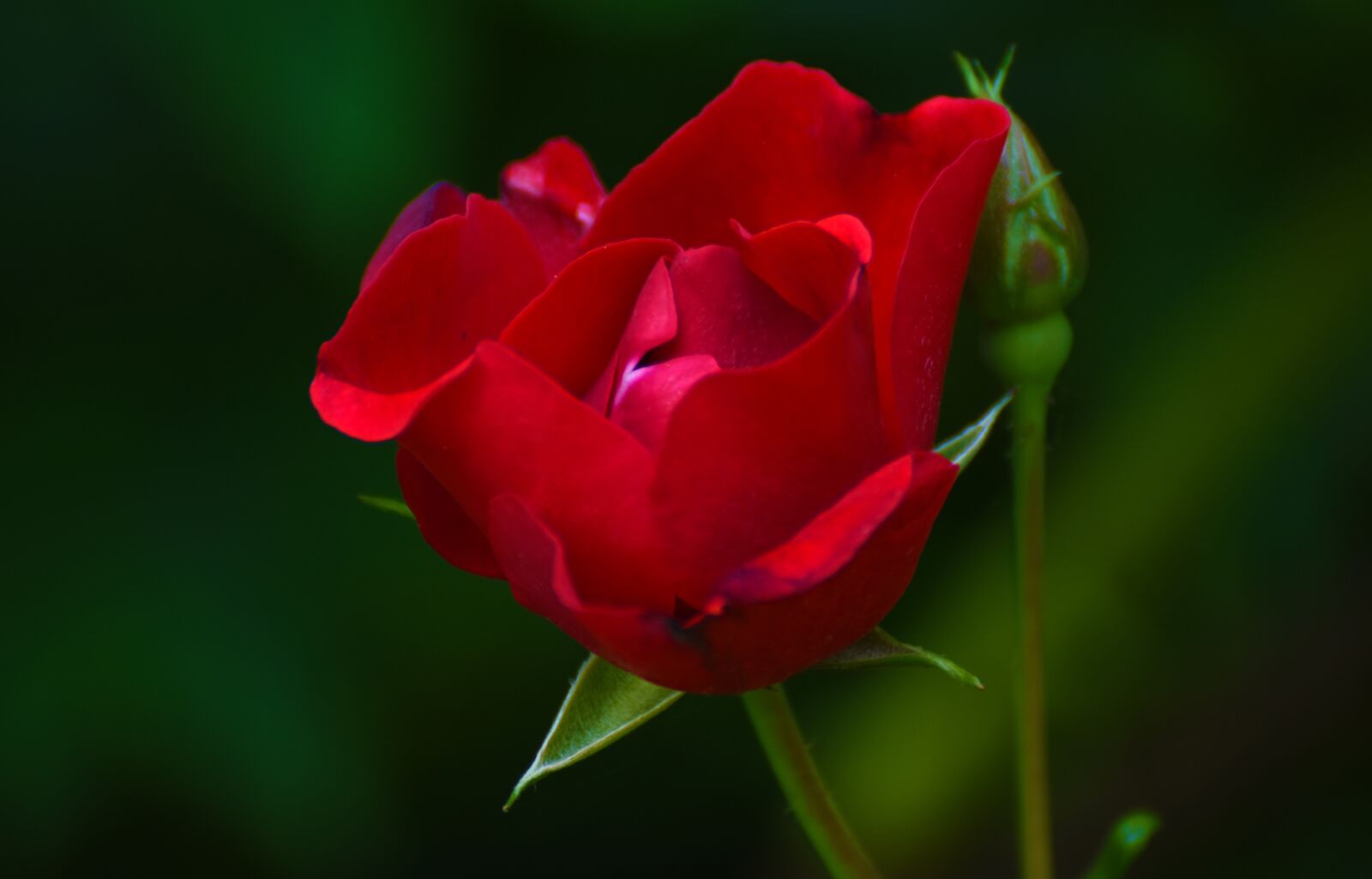 Nikon D7200 sample photo. Rose, flower, rose blooms photography