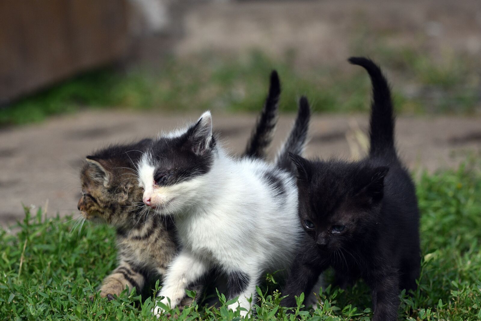 Nikon D3400 sample photo. Cat, cats, animals photography