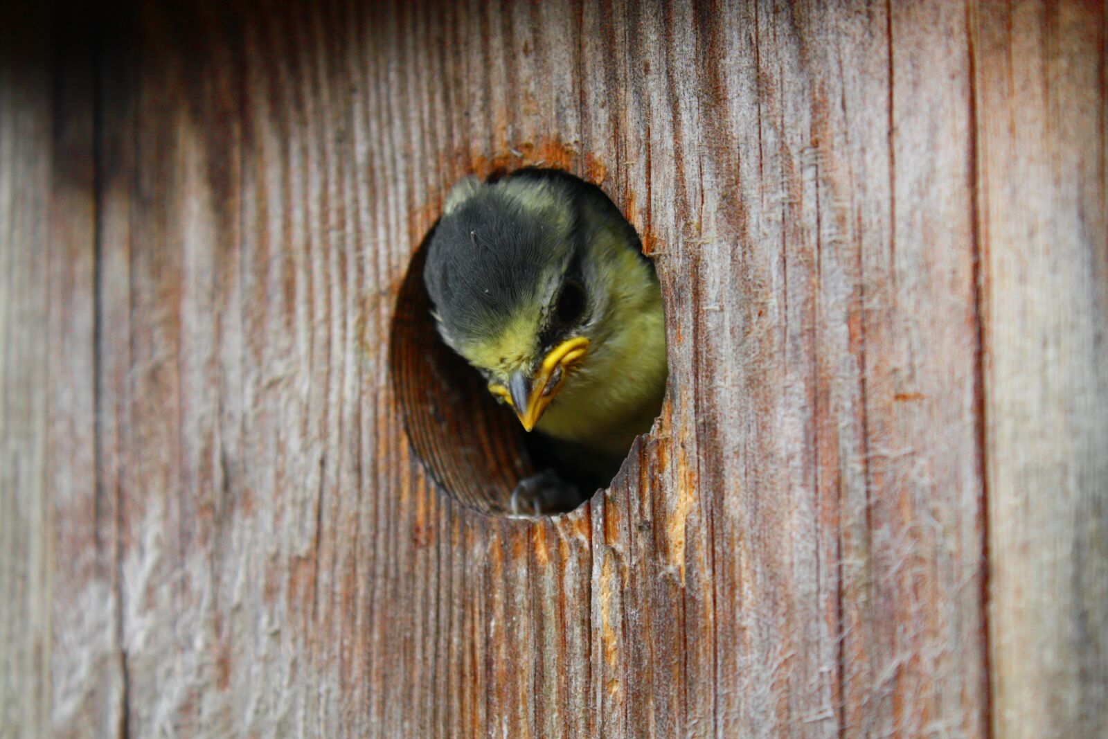 Canon EOS 450D (EOS Rebel XSi / EOS Kiss X2) sample photo. Bird, nesting box, tit photography