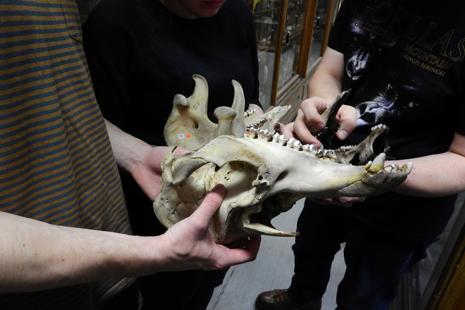 Nikon Coolpix P610 sample photo. Skull, skeleton, teeth photography