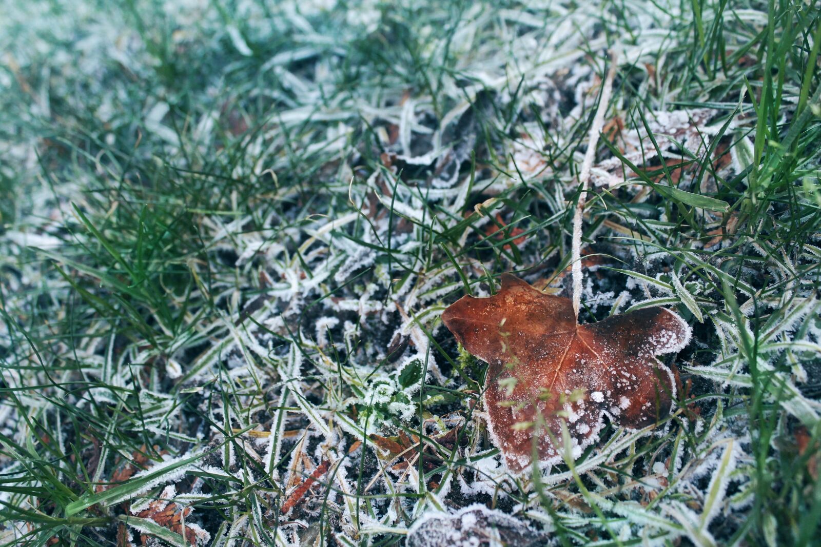Canon EOS 1100D (EOS Rebel T3 / EOS Kiss X50) sample photo. Frozen grass, frozen, grass photography