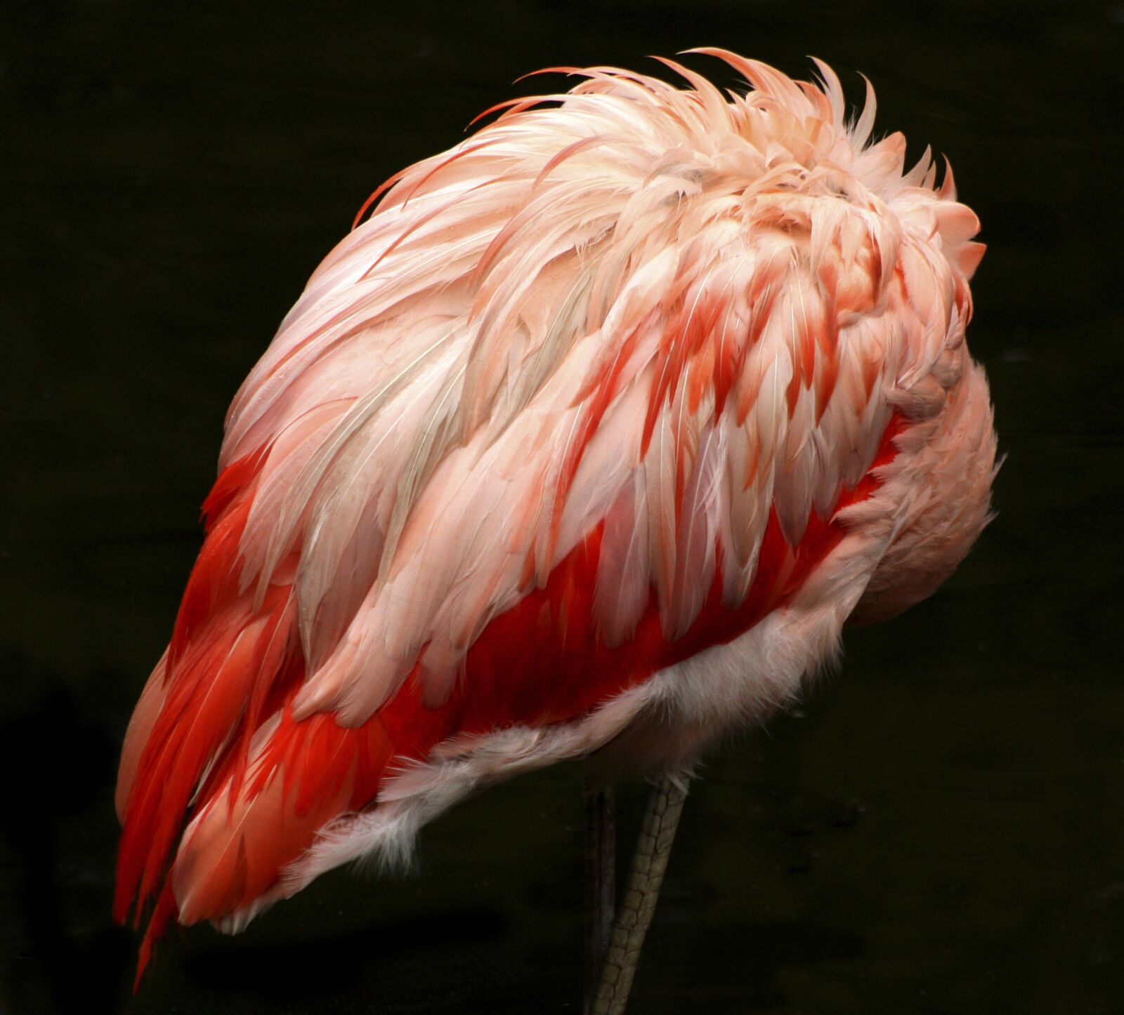 Canon EOS 400D (EOS Digital Rebel XTi / EOS Kiss Digital X) sample photo. Flamingo, pink, feather photography