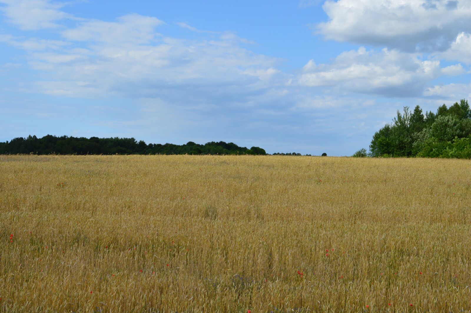 Nikon D3200 sample photo. Field, landscape, corn photography