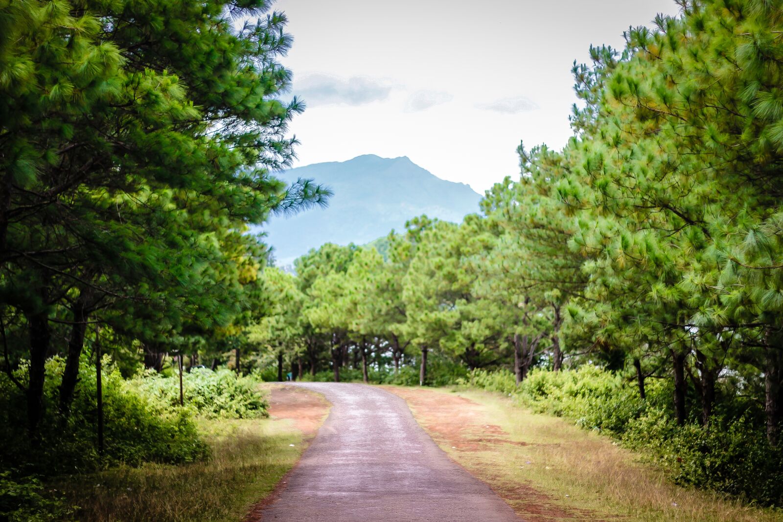 Canon EOS 600D (Rebel EOS T3i / EOS Kiss X5) + Canon EF 50mm F1.8 STM sample photo. Landscape, road, railroad photography