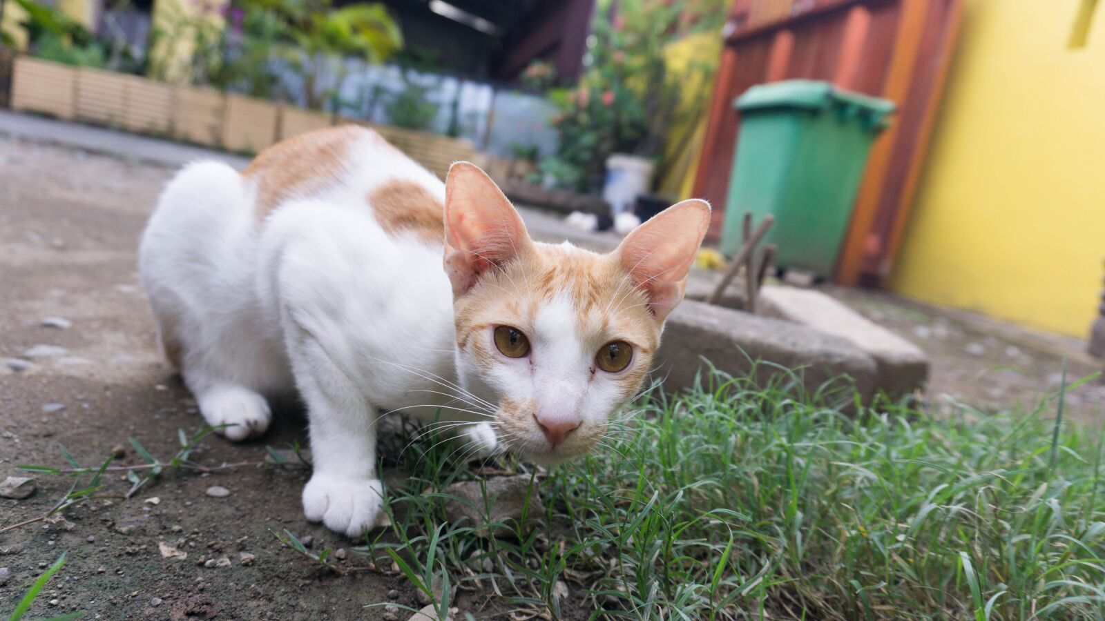 Sony a6000 sample photo. Cat, animal, kitten photography
