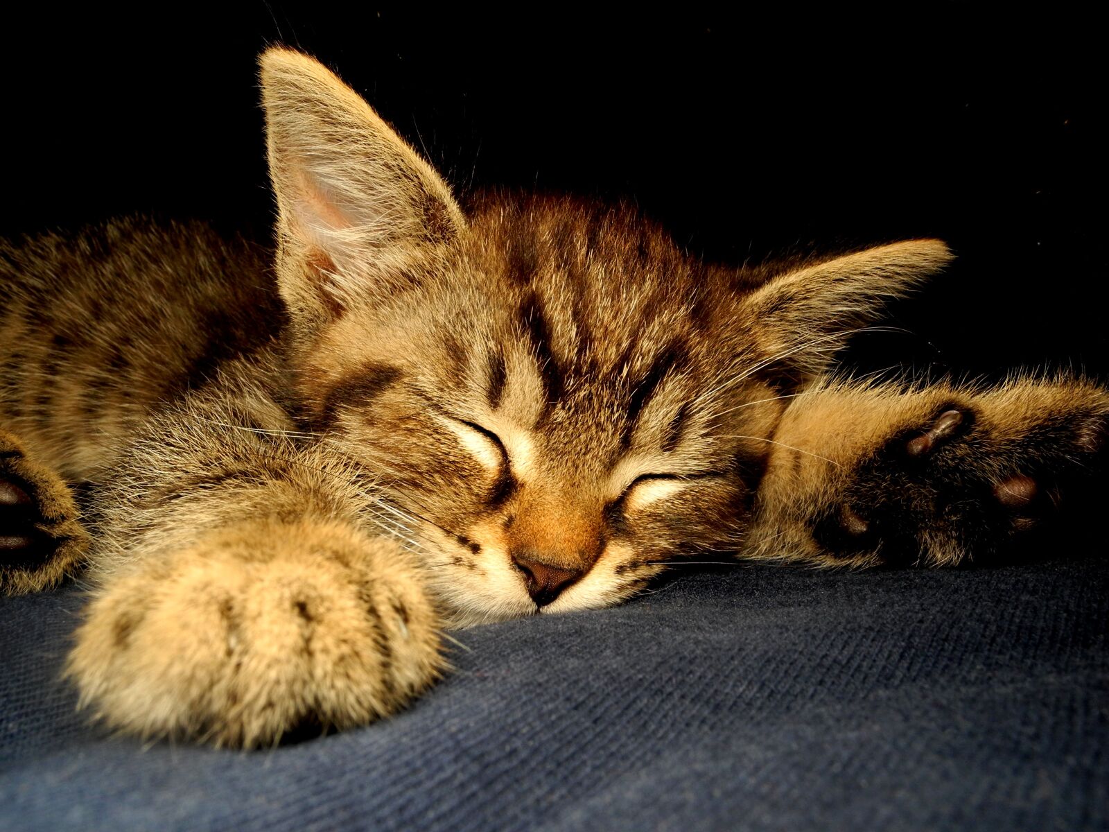 Nikon Coolpix P7000 sample photo. Kitten, cat, dormant photography