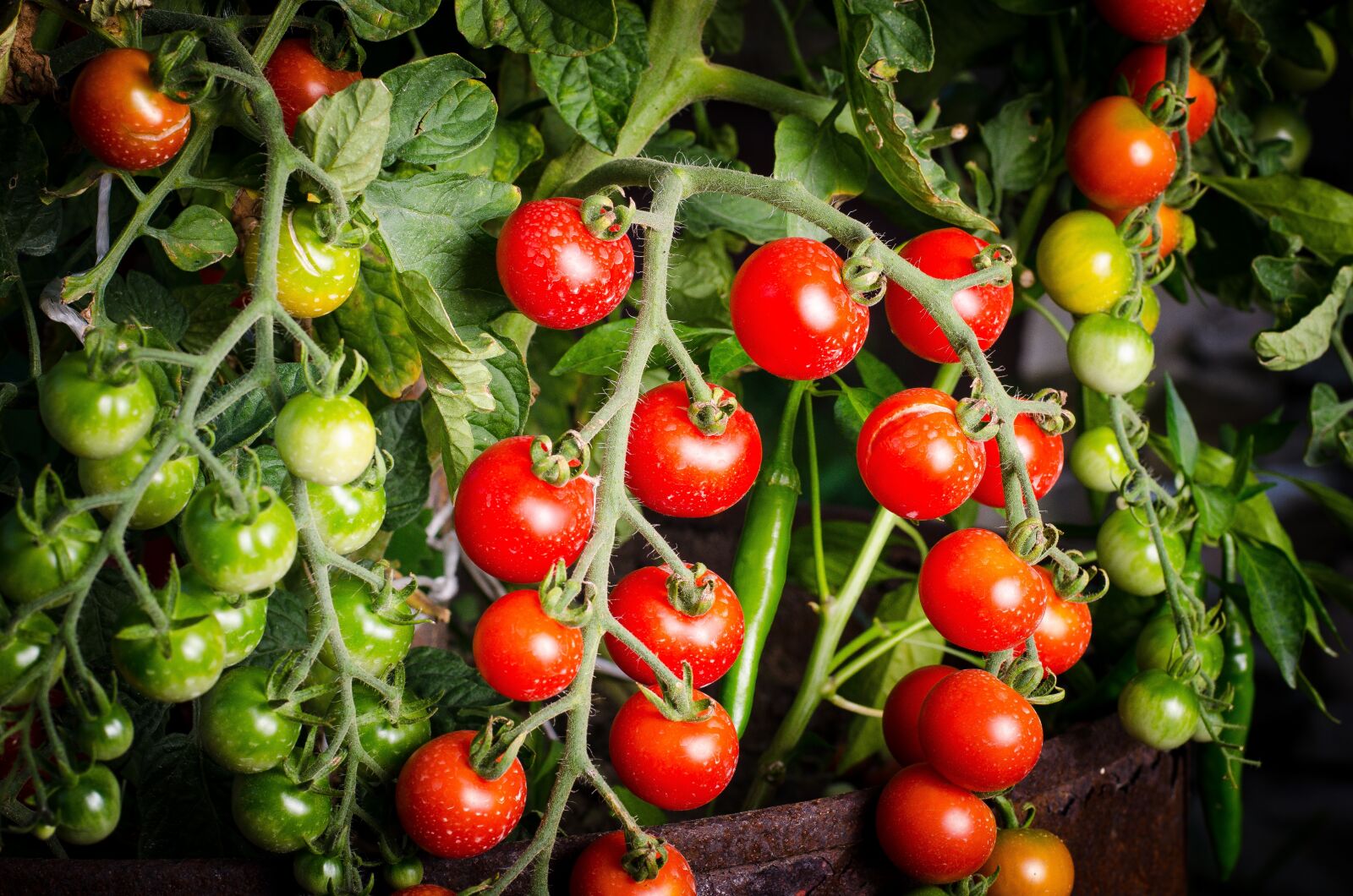 Nikon D7000 sample photo. Tomato, green, vegetable photography