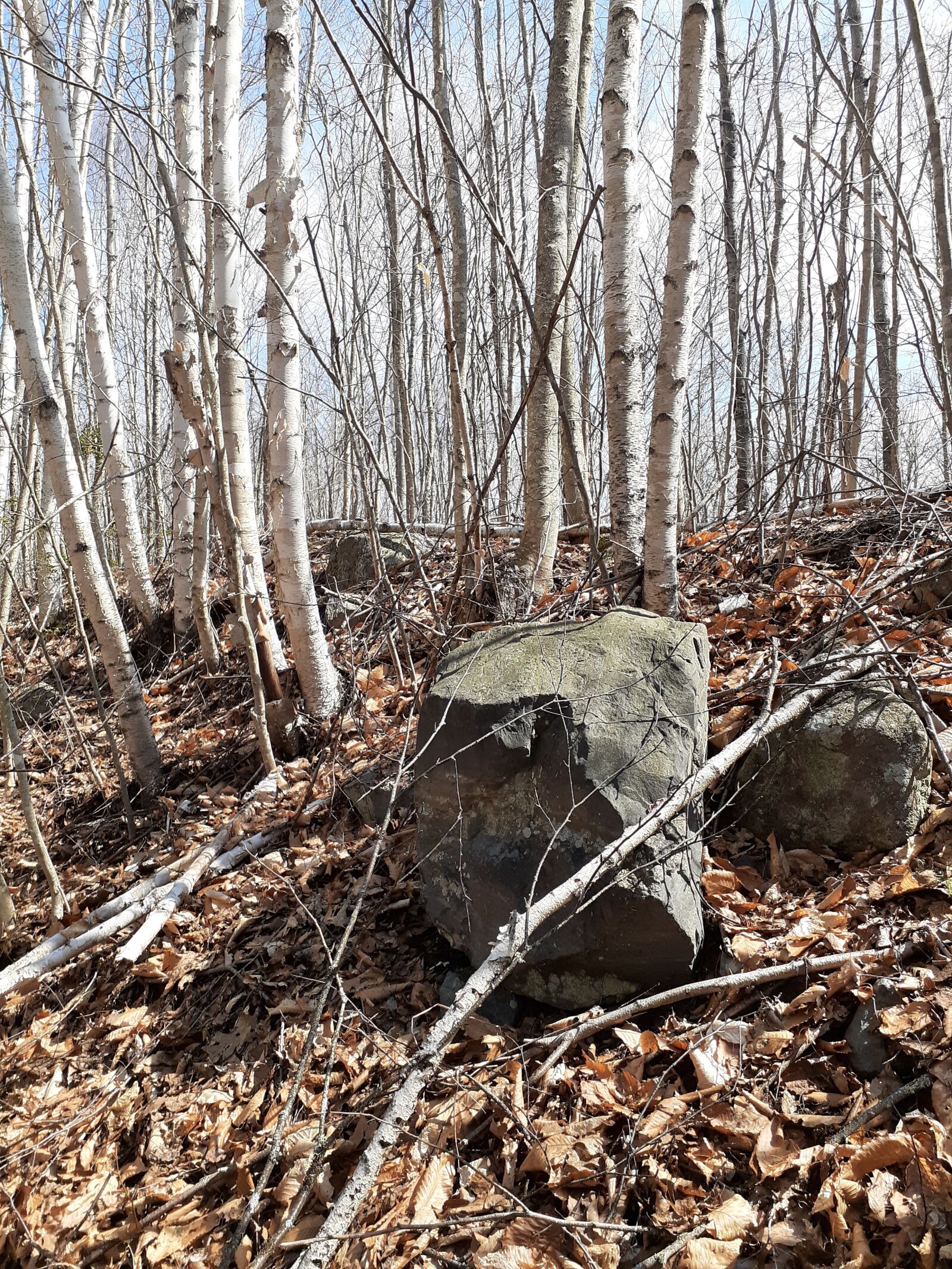 Samsung Galaxy A20 sample photo. Rock, trees, woods photography