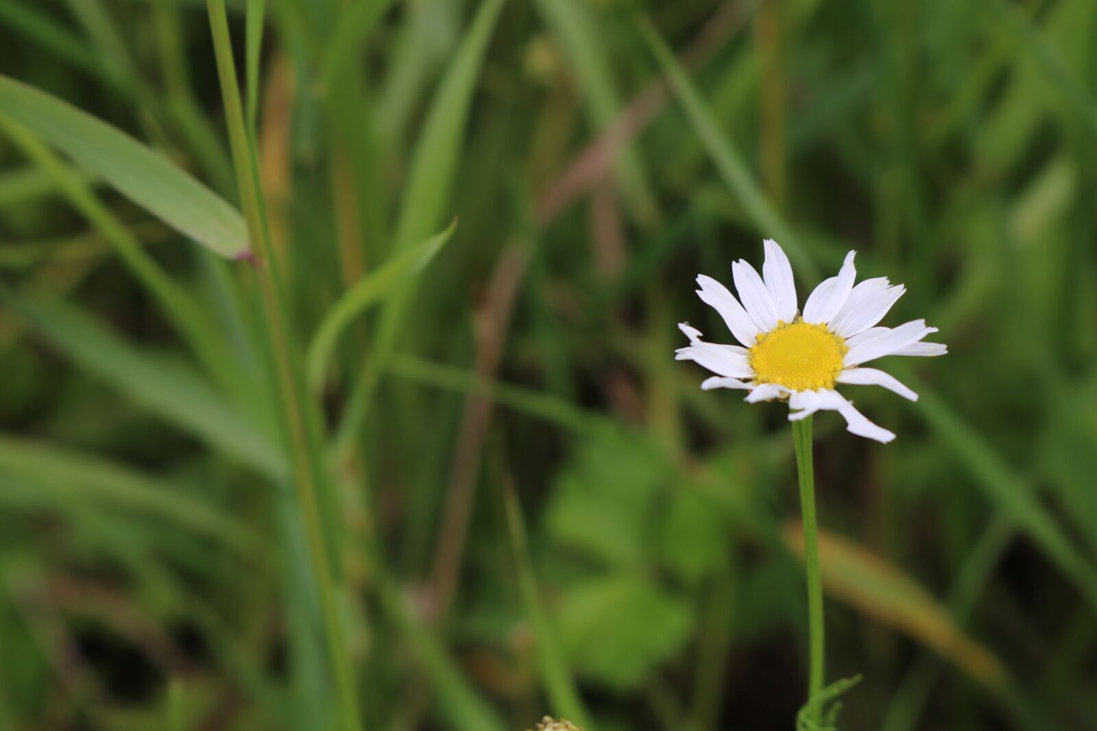 Canon EOS 750D (EOS Rebel T6i / EOS Kiss X8i) sample photo. Flower, summer, nature photography