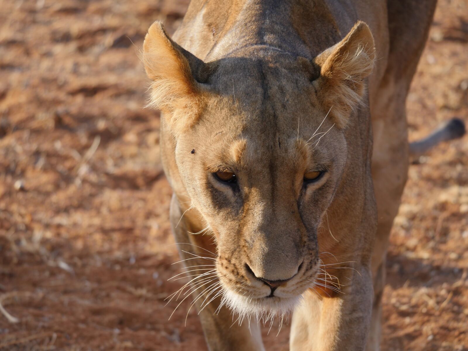 Panasonic Lumix DMC-GX8 sample photo. Lion, hunting, stalking photography