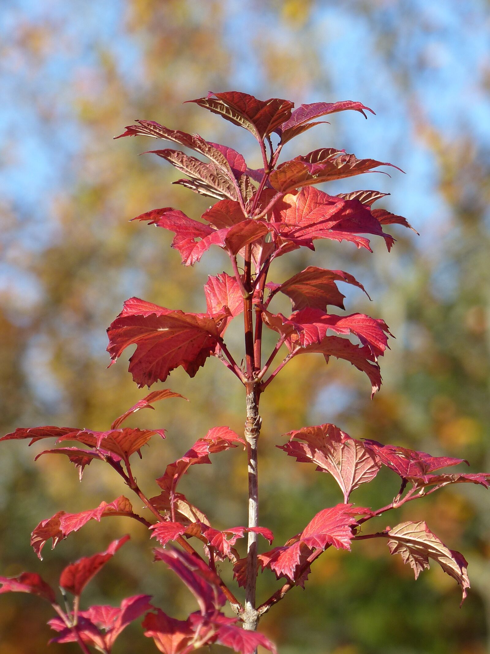 Panasonic Lumix DMC-FZ200 sample photo. Bush, leaf, colors photography
