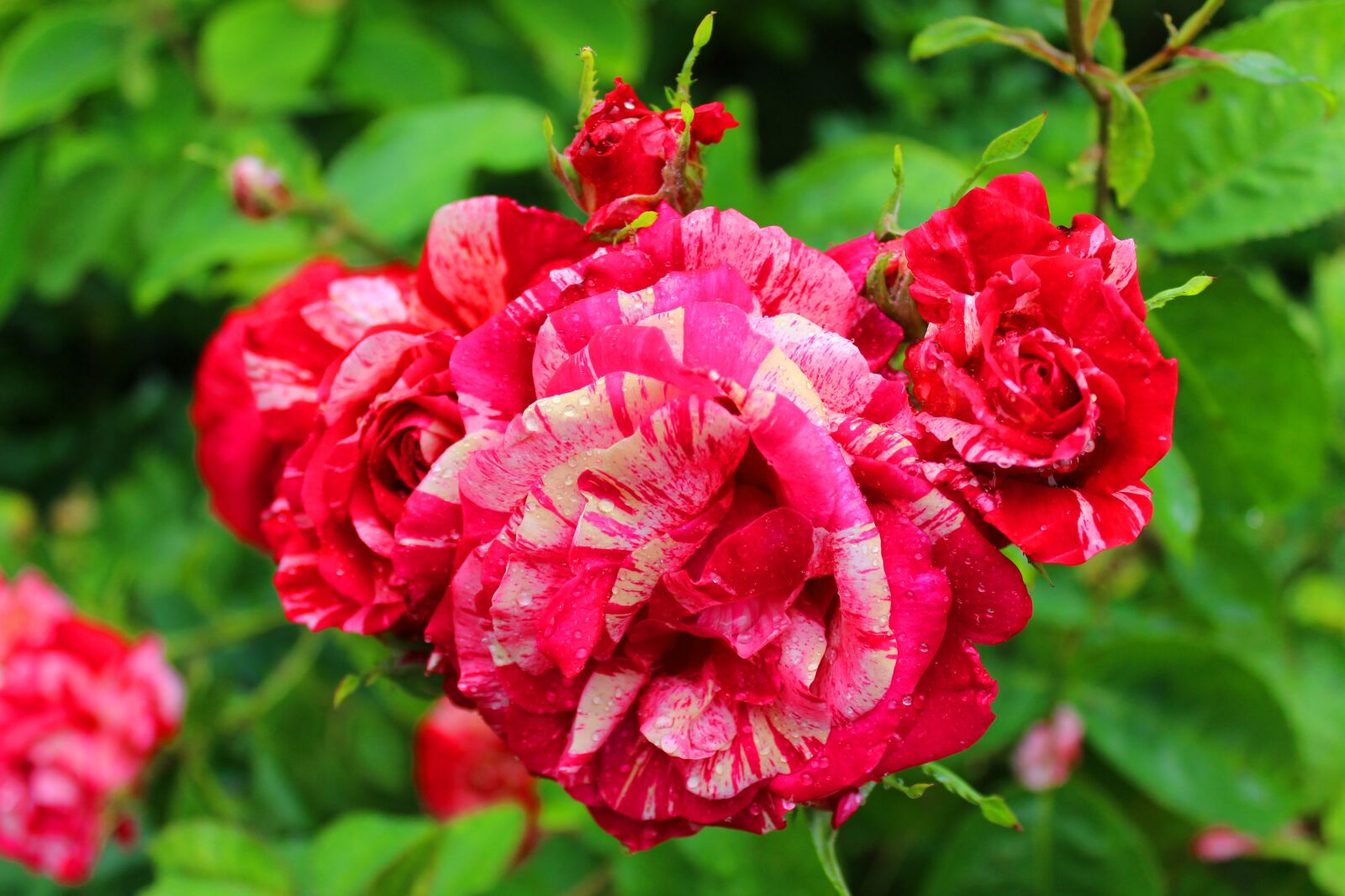 Canon EOS 600D (Rebel EOS T3i / EOS Kiss X5) sample photo. Rose, red white, blossom photography