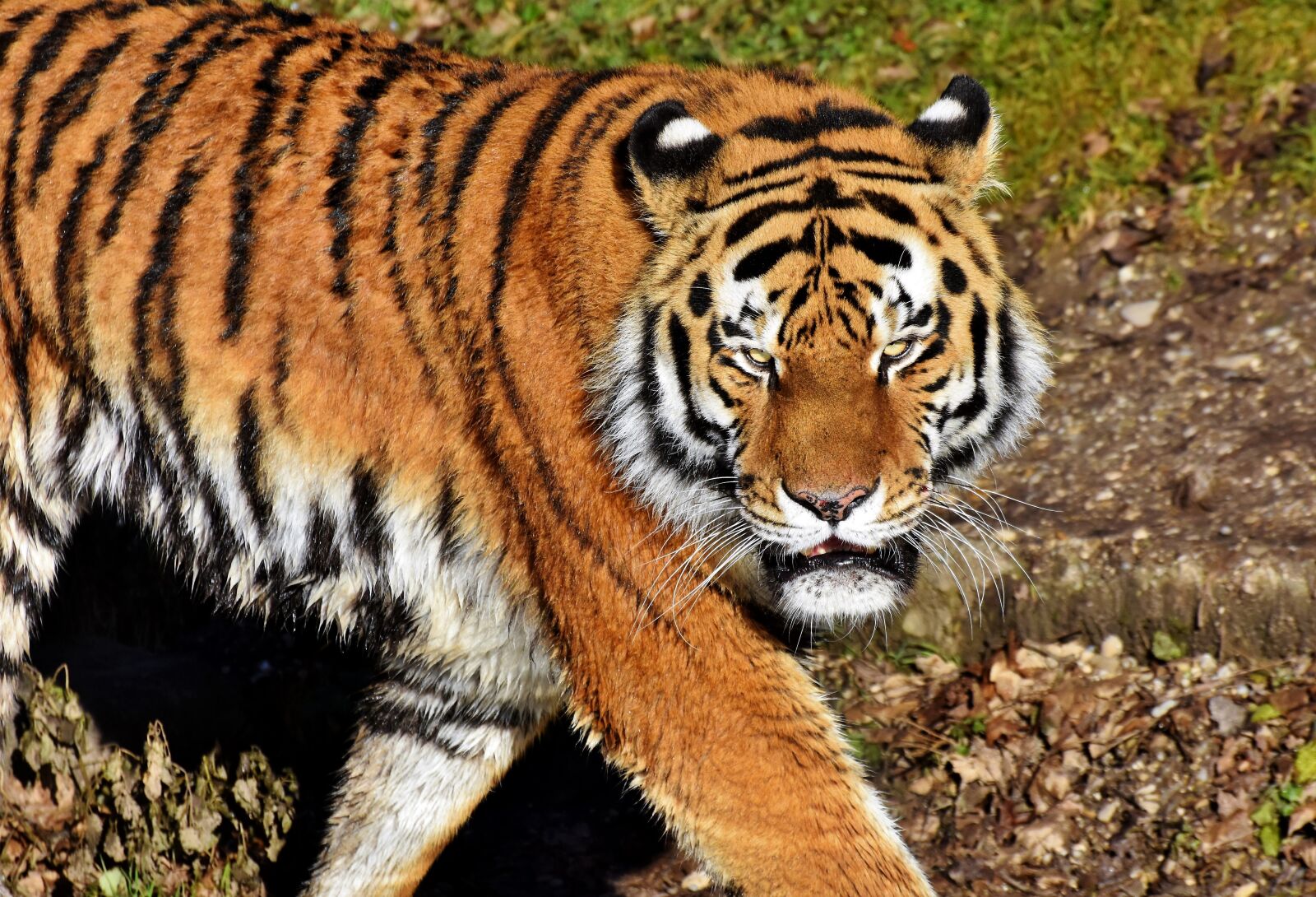 Nikon D7200 sample photo. Tiger, big cat, predator photography