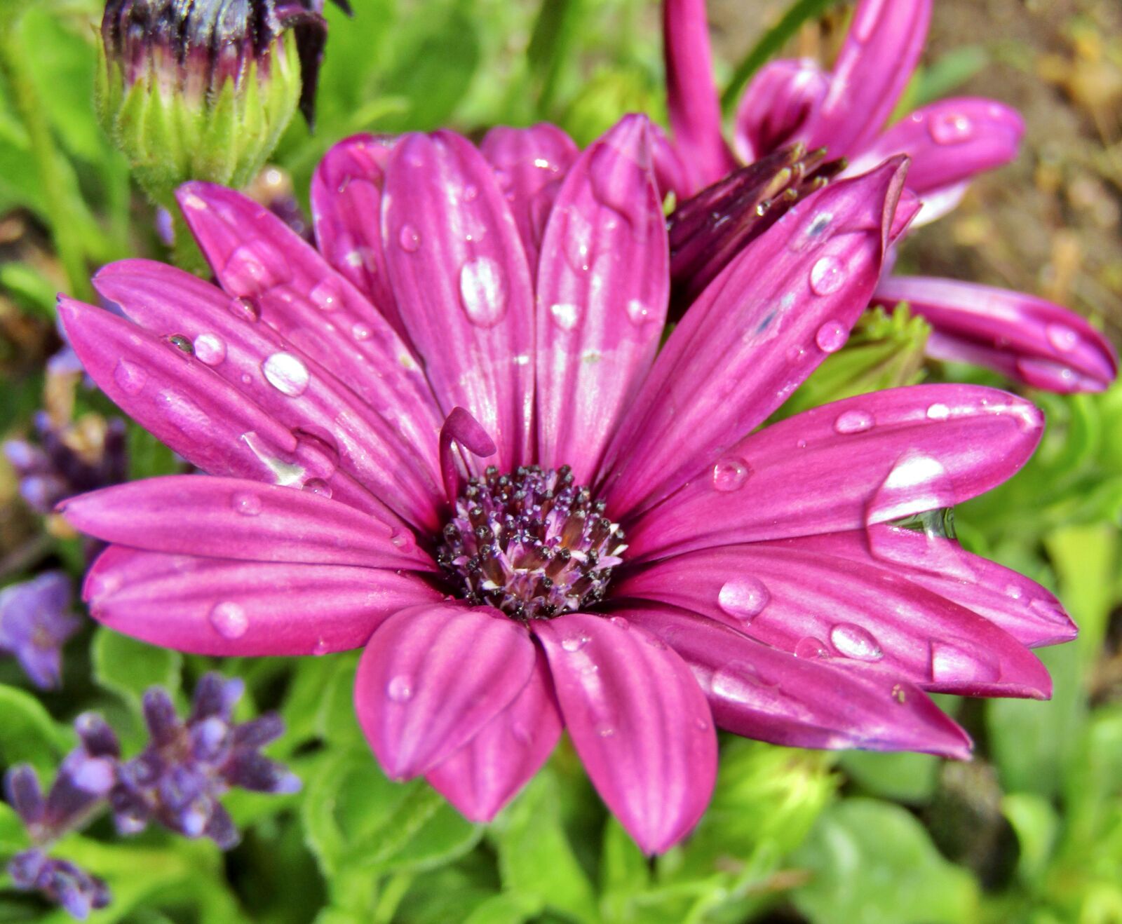 Canon POWERSHOT SX432 IS sample photo. Purple, daisy, flowers photography