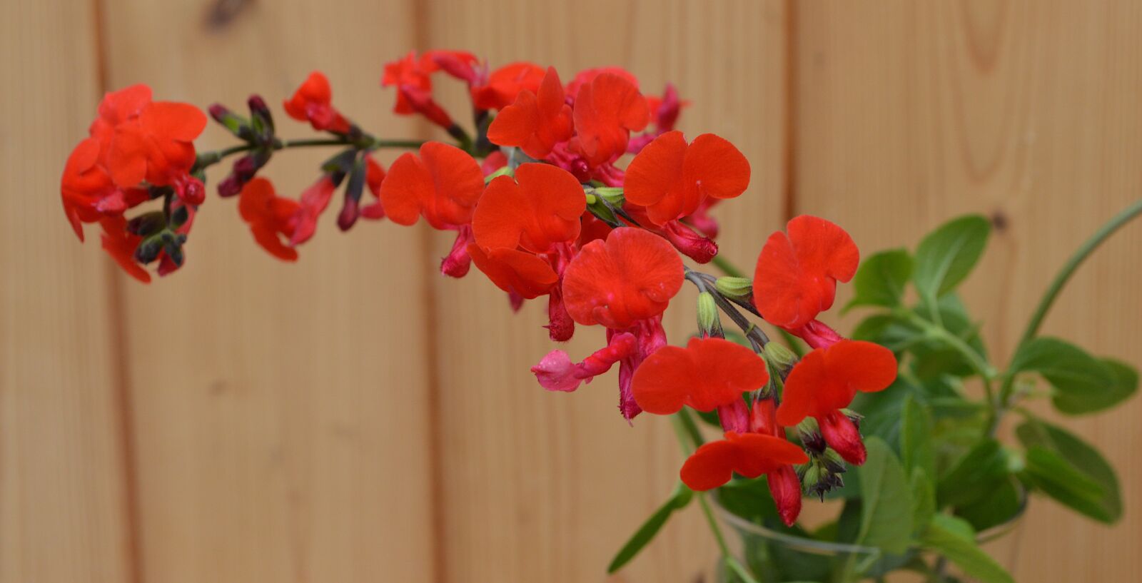 Nikon D3200 sample photo. Sage, flower, red photography