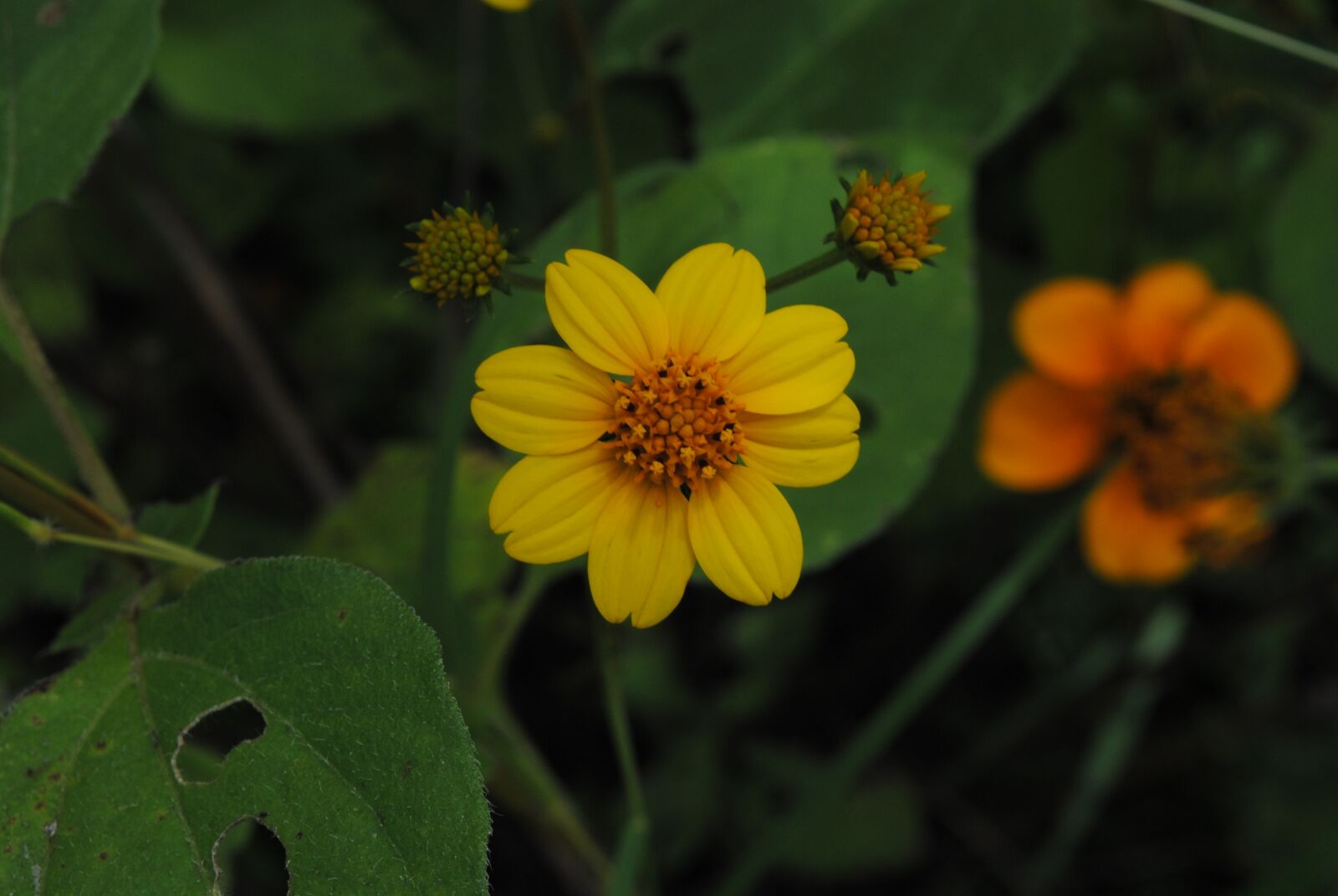 Nikon D3000 sample photo. Flower regional, yellow, petal photography