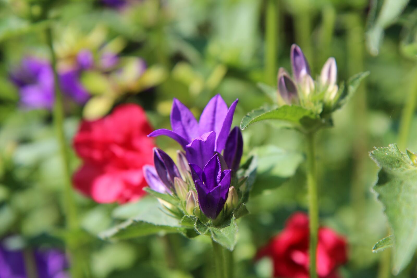 Canon EOS 600D (Rebel EOS T3i / EOS Kiss X5) sample photo. Violet flowers, violets bloom photography